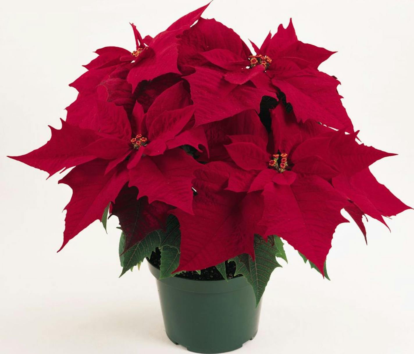 The poinsettia has long been the most popular Christmas plant. Newer varieties include the Chiati that has a darker red to its leaves.