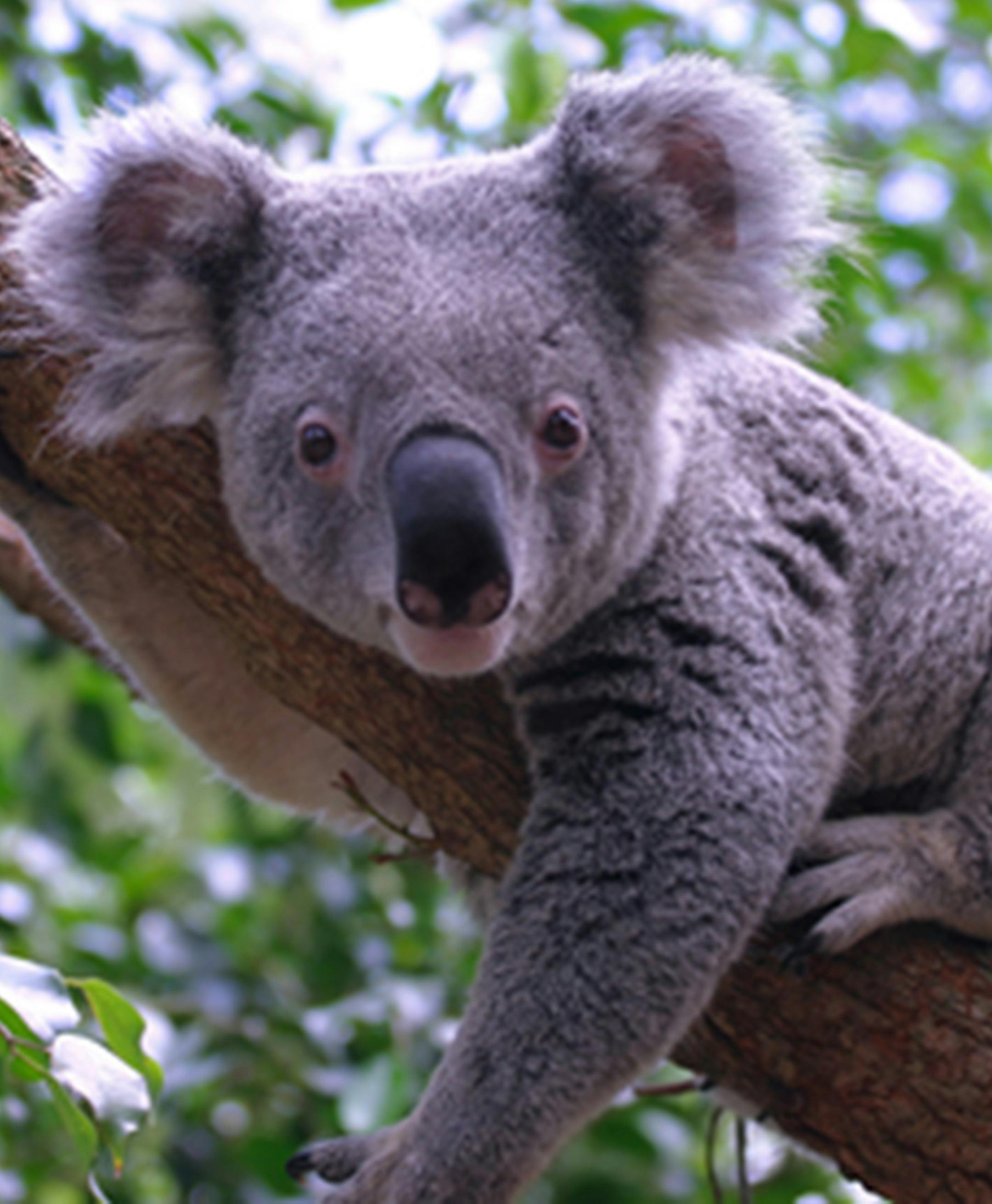 Koala populations are expected to decline by 50% in the next 20 years, according to the Australian Museum. (Dreamstime/TNS)