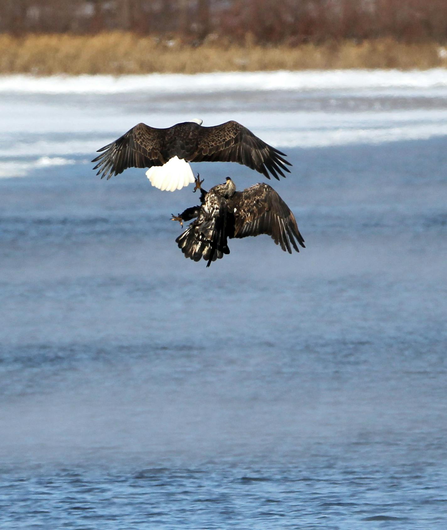 An immature bald eagle attacks a mature bird while battling over a fish Wednesday, Jan. 7, 2015, on the Mississippi River in Red Wing, MN.](DAVID JOLES/STARTRIBUNE)djoles@startribune.com Bald eagles on Mississippi River