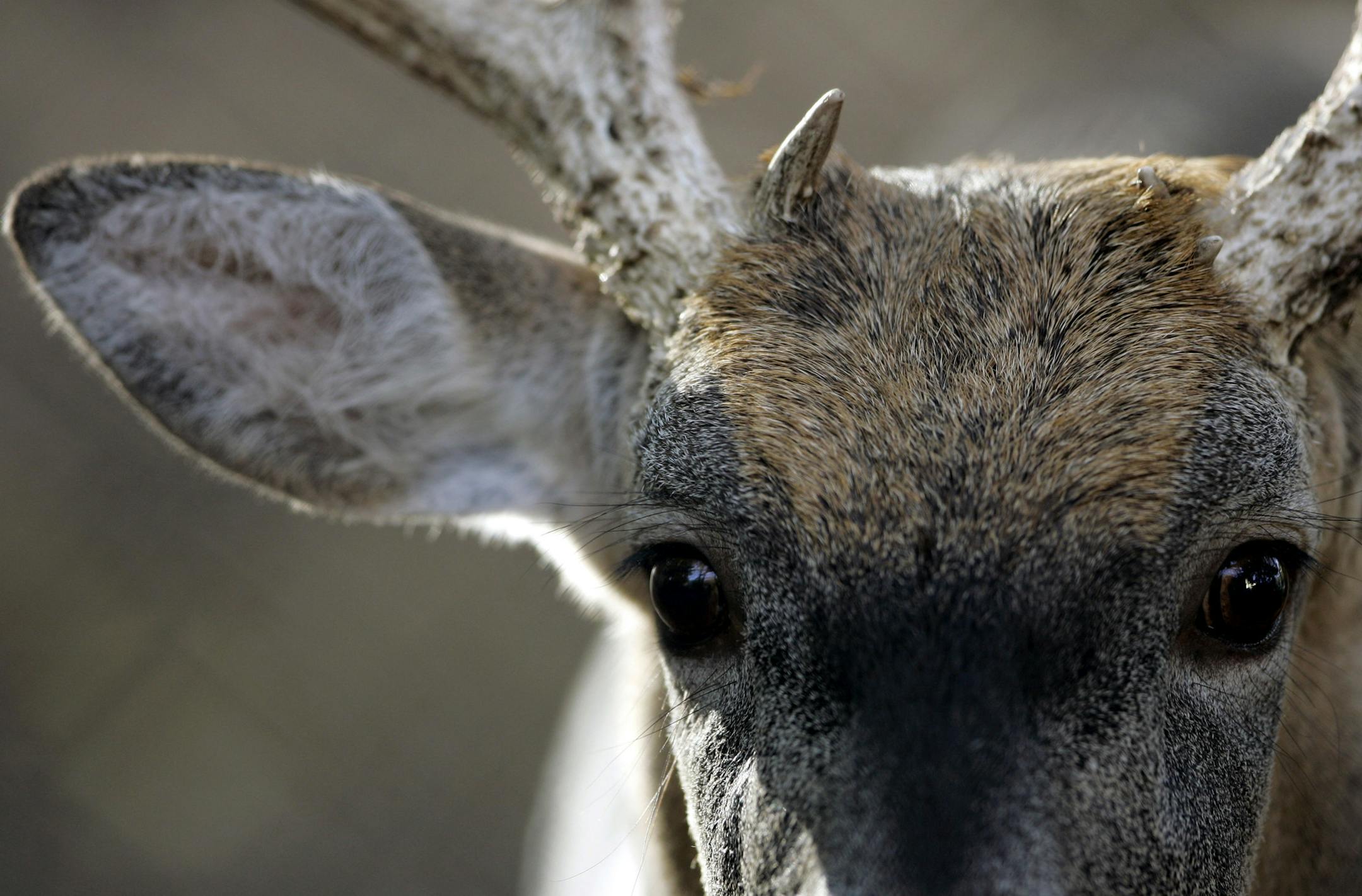 Minnesota’s deer harvest last season of about 172,000 whitetails was down 7 percent from last year, and was the lowest since 1998.