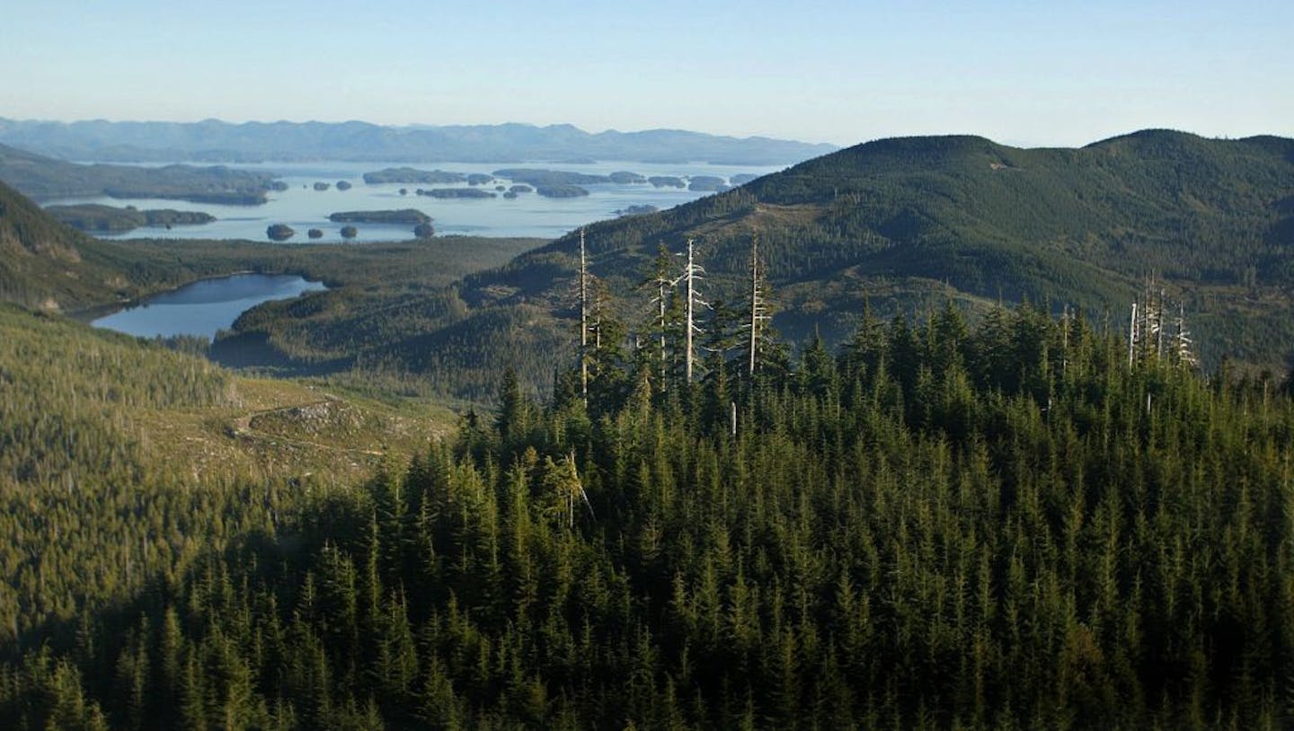 Giant old growth trees poke their heads out from the second growth on a mountain overlooking the Broken Islands off of Vancouver Island on October 15, 2002.