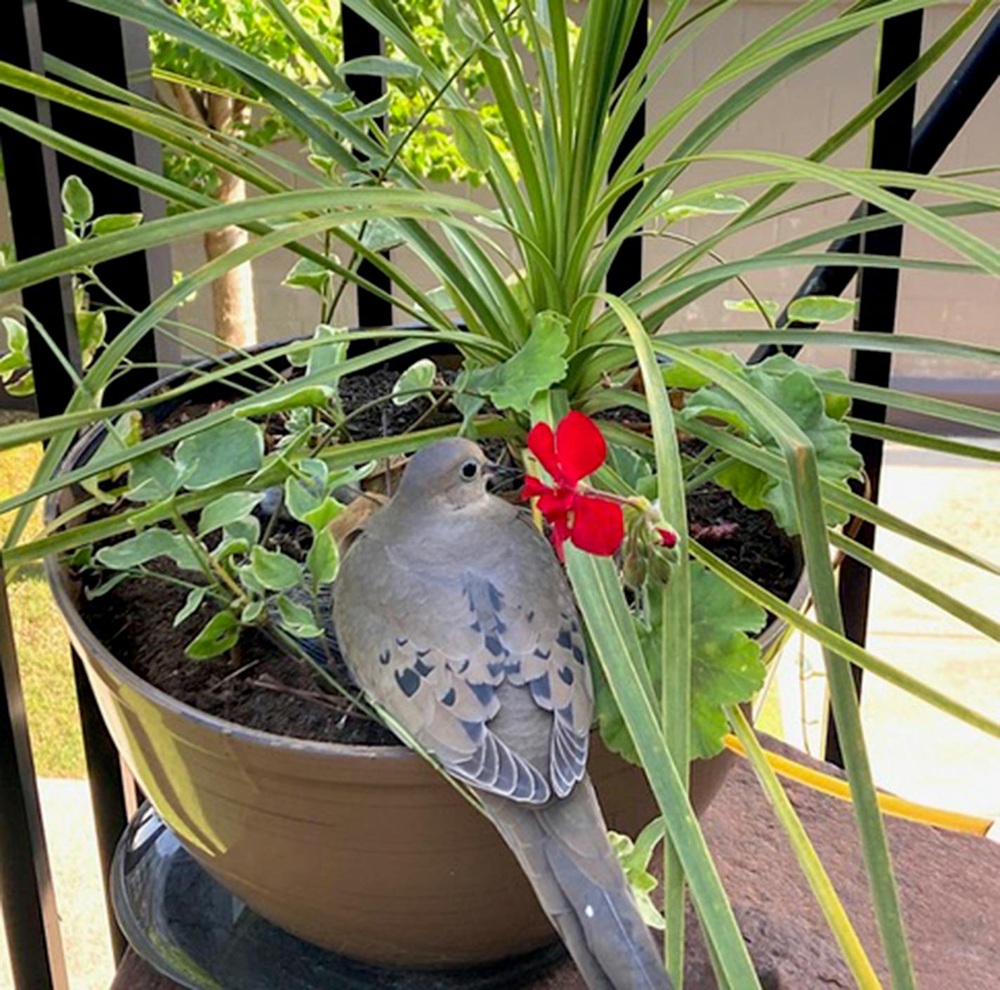 Mourning dove on the edge of the planter.