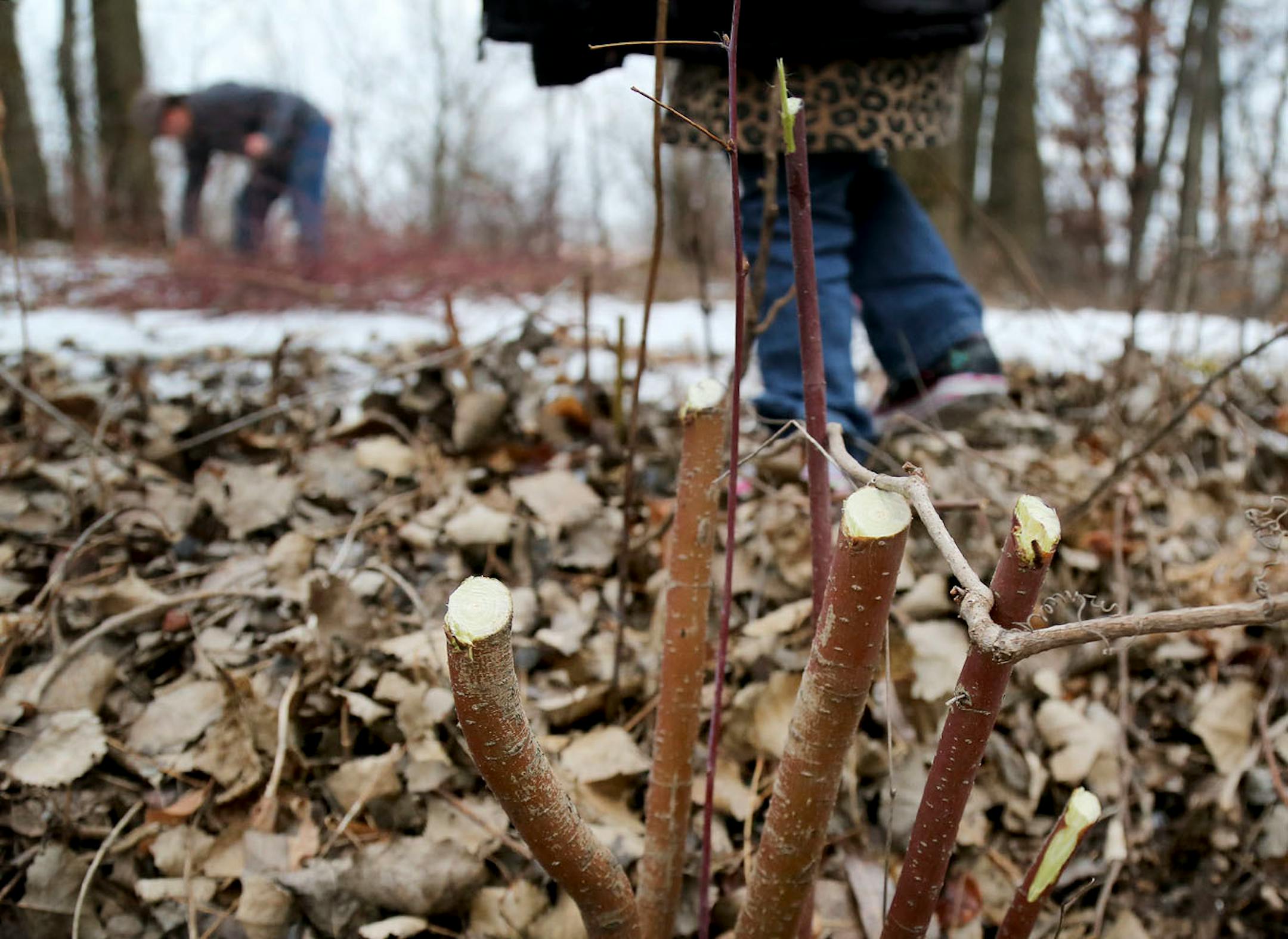 Lower Sioux Community members harvest red willow for traditional tobacco with a harvested red willow, foreground.