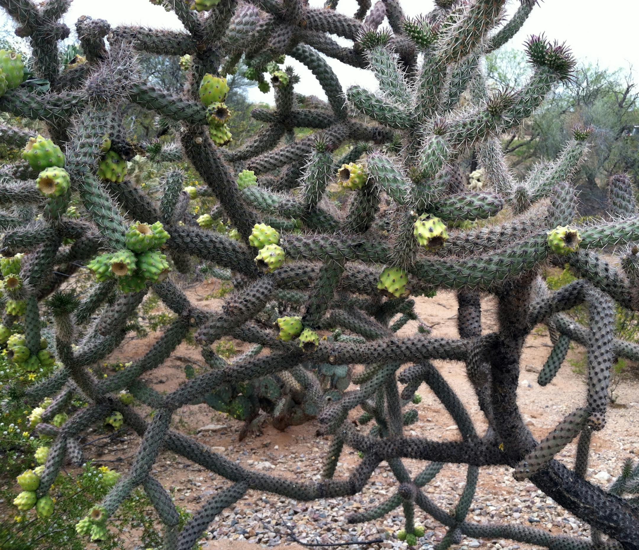desert in bloom