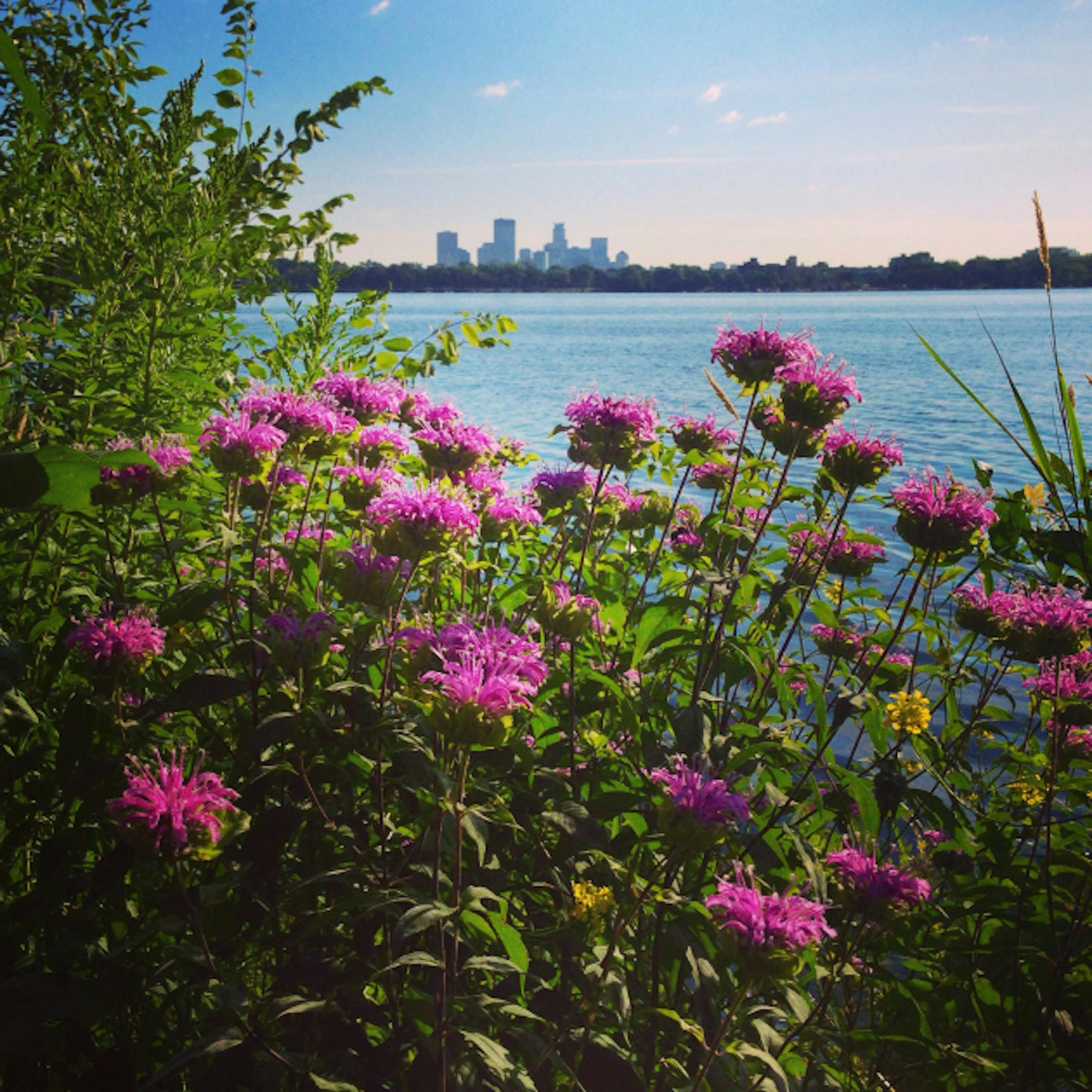native plants along Lake Calhoun