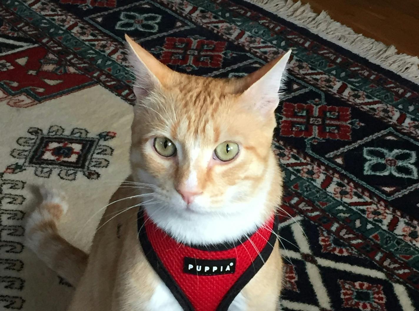 Max the library cat. (Credit Connie Lipton)