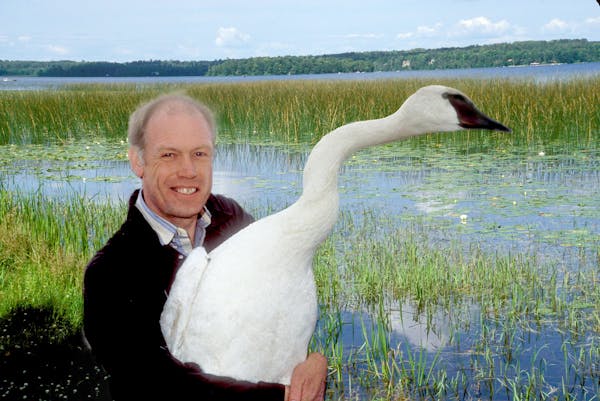 Carrol Henderson, who will retire soon from the DNR, was responsible for the largest release ever of trumpeter swans to the wild during his tenure as 