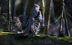 An annual hunt in Grand Rapids, Minn., is used to study the populations of ruffed grouse (above) and woodcock. This year's hunt revealed seemingly goo