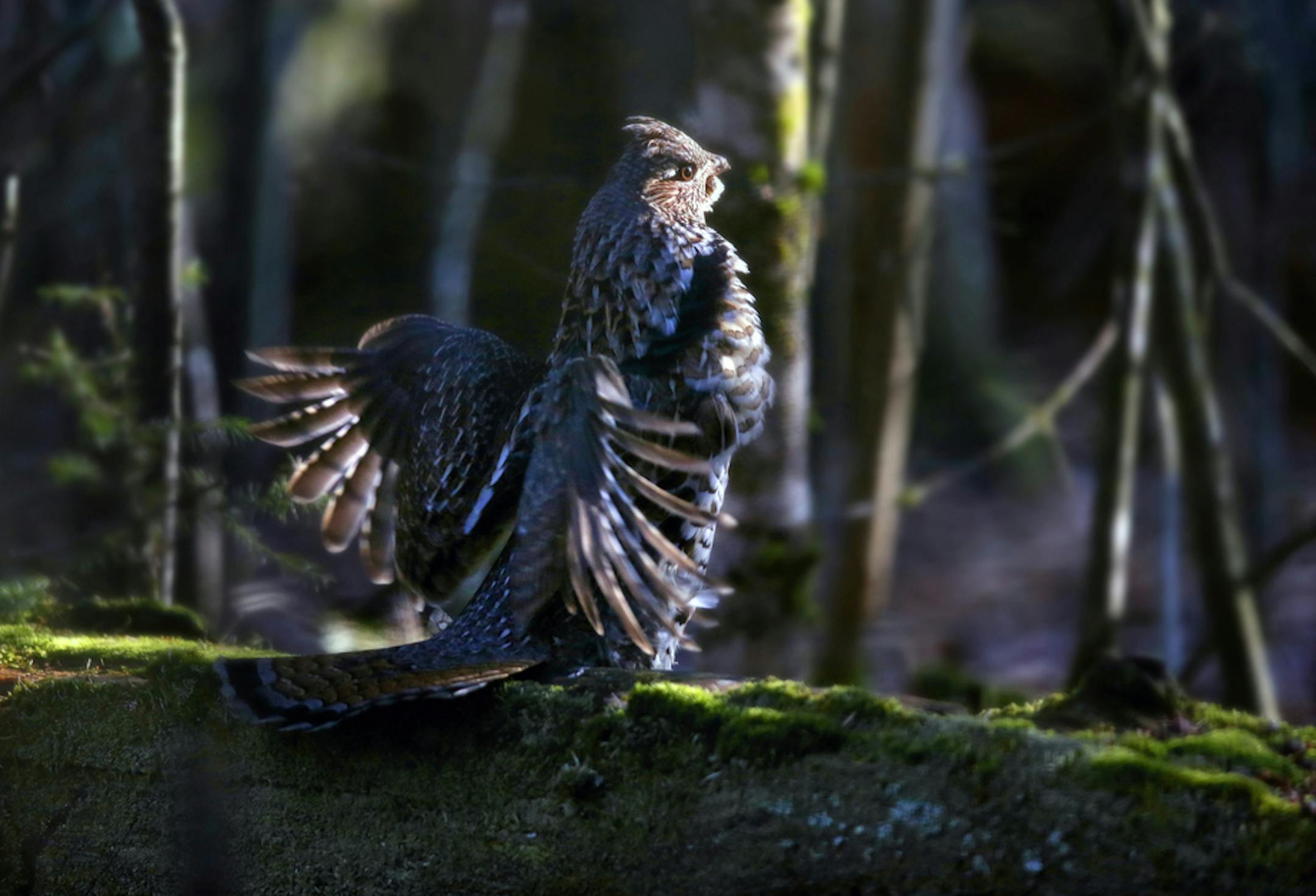 An annual hunt in Grand Rapids, Minn., is used to study the populations of ruffed grouse (above) and woodcock. This year's hunt revealed seemingly good news.
