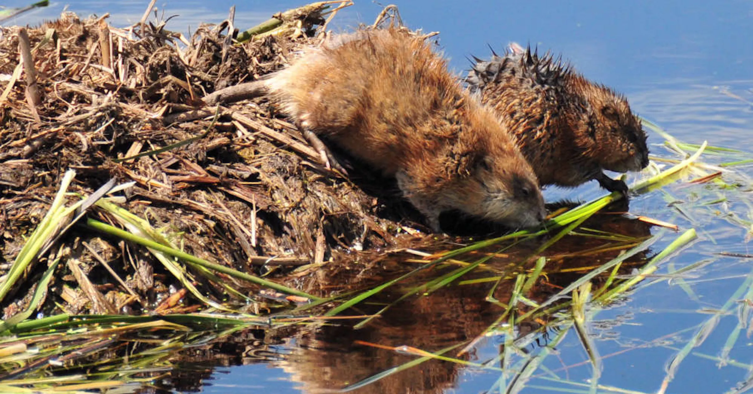 Muskrat Invasive Muskrats are built to adapt and survive the elements
