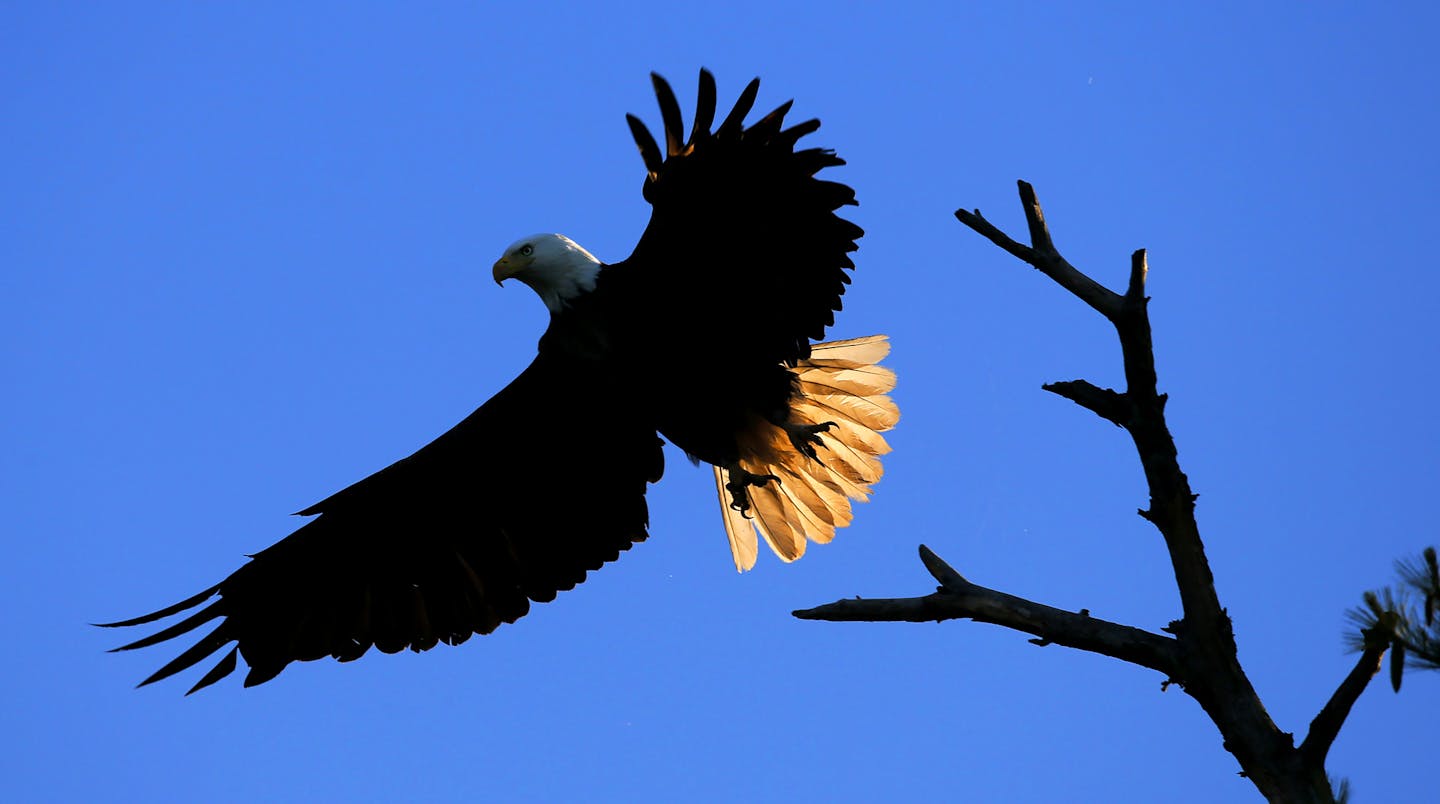 A bald eagle lifts from it's perch along the Mississippi River near Wabasha, home of the National Eagle Center. ] Minnesota State of Wonders travel Project - South East Minnesota Bluff Country. BRIAN PETERSON &#x201a;&#xc4;&#xa2; brian.peterson@startribune.com Wabasha, MN 10/13/14