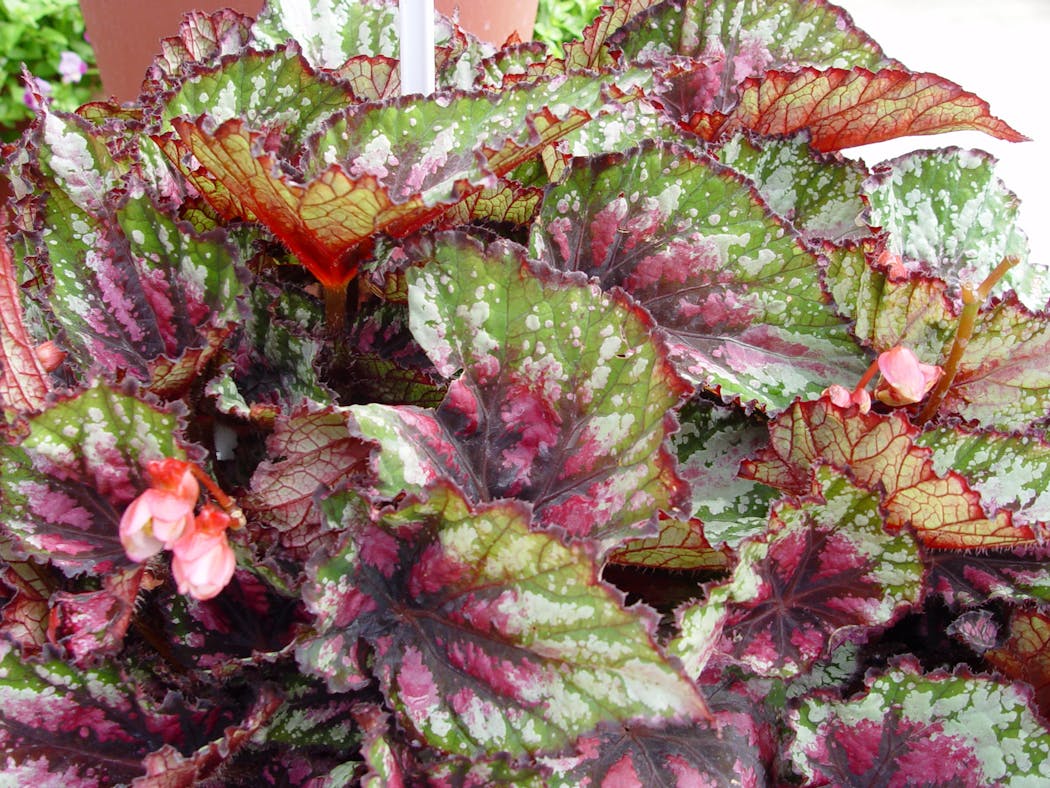 Rex begonias with more vivid colors make for a world-class potted plant. 