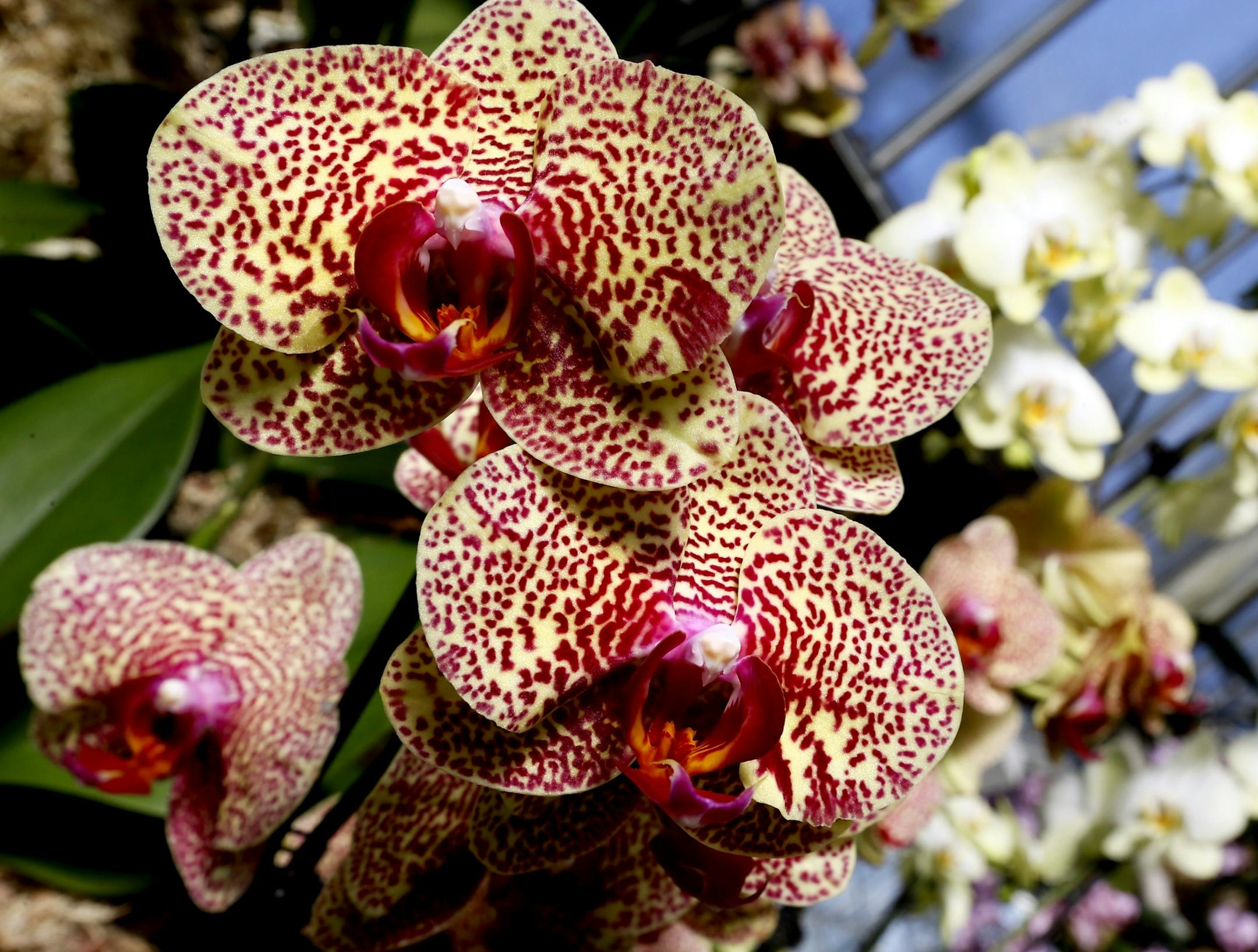A display of Phalaenopsis orchids is seen at Kew Royal Botanic Gardens in London, Thursday, Feb. 7, 2013. Over 4,500 orchids are being displayed for an Orchid festival as well as 550 bromeliads and 350 assorted foliage plants. (AP Photo/Kirsty Wigglesworth) ORG XMIT: MIN2013032115524874