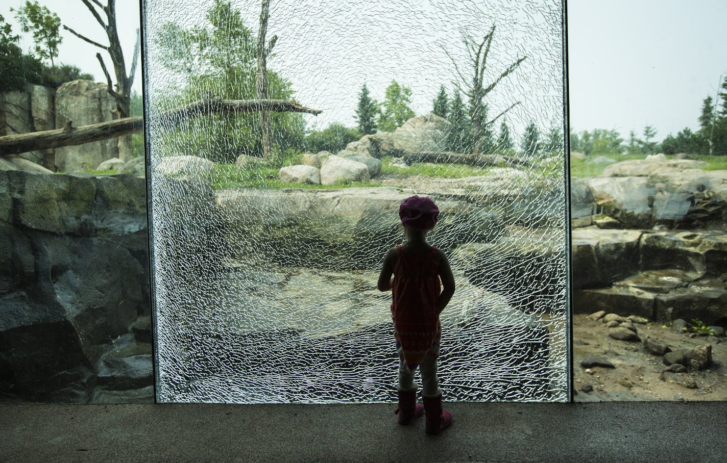 Four-year-old Charlotte Fradette of Milaca looked at the broken window caused by a bear throwing a rock at it this morning that closed grizzly bear exhibit at the Minnesota Zoo on Monday, July 6, 2015, in Apple Valley, Minn. ] RENEE JONES SCHNEIDER &#x2022; reneejones@startribune.com