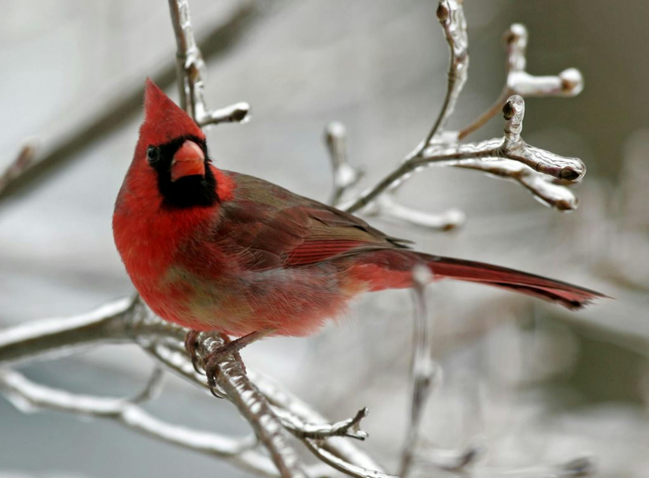 A Northern Cardinal, Ohio's state bird, perches on an ice covered branch in Olmsted Falls, Ohio Thursday, March 6, 2008.
