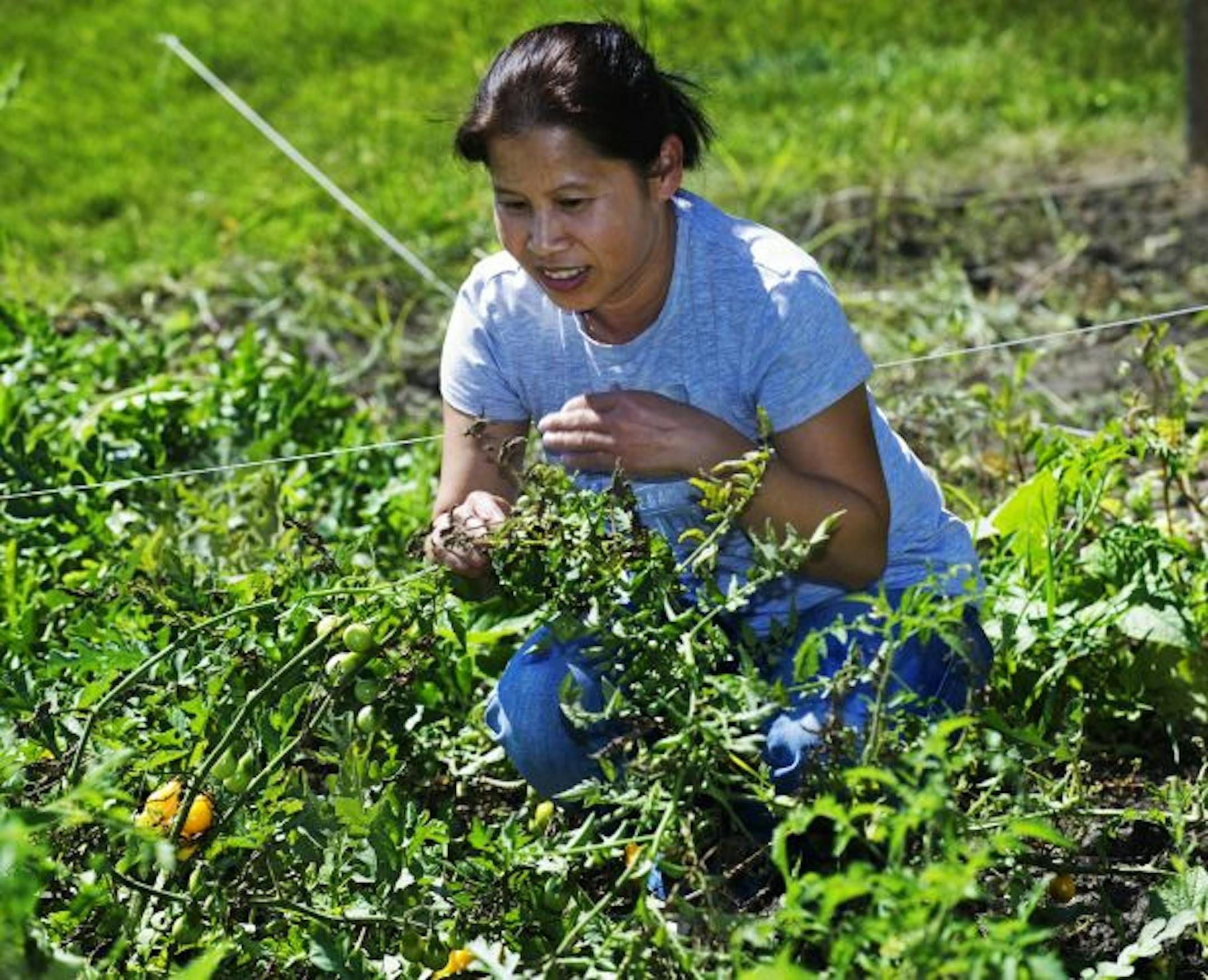 Tavi Sivongxay tended her cherry tomatoes in the Quantum Controls company garden behind the Chanhassen company building.