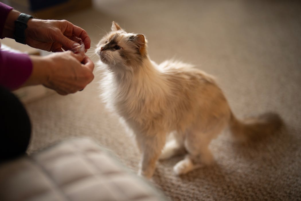 Paula gives her 18-year-old cat, Stella, a treat in their new home on April 2.