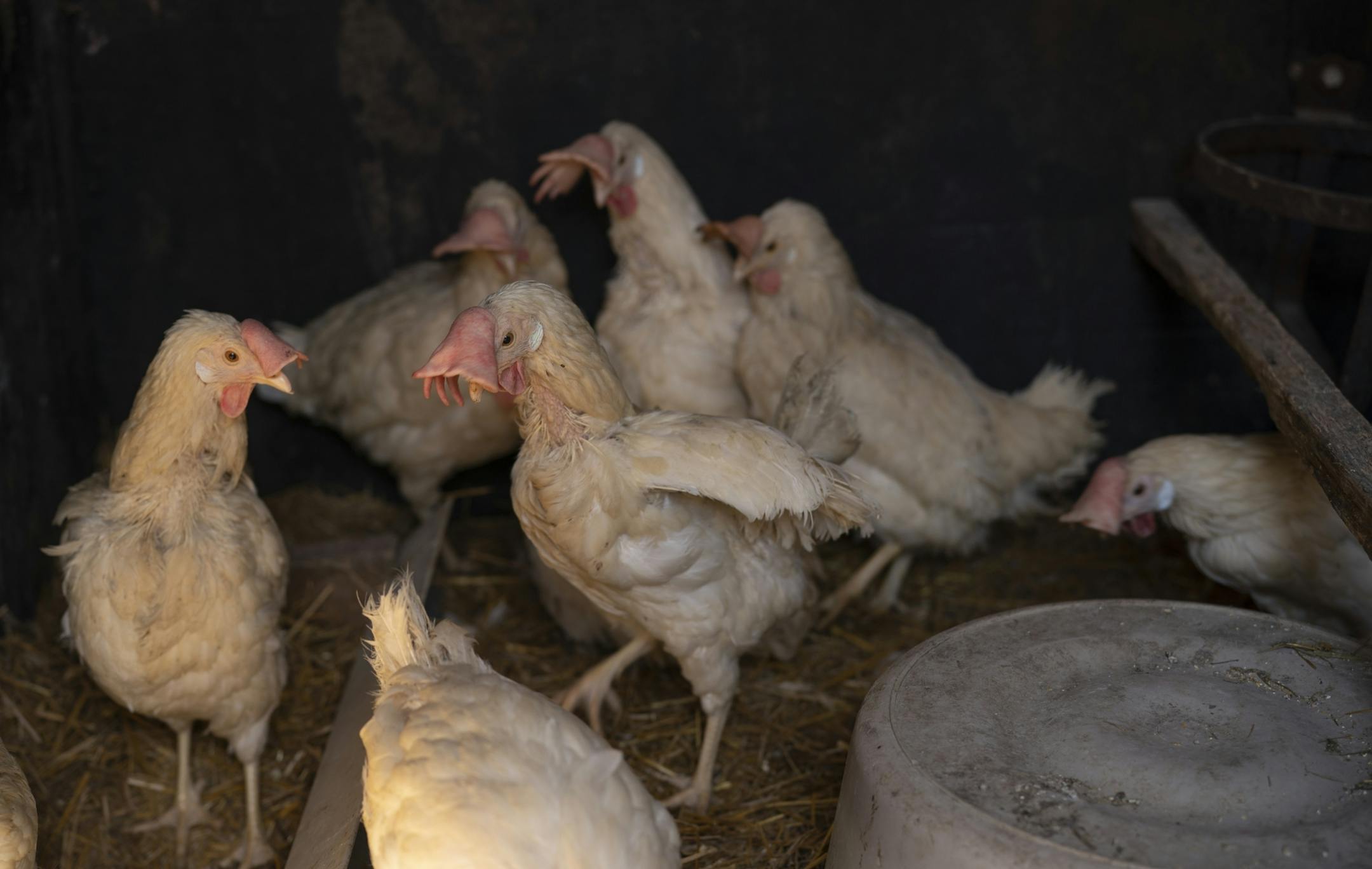 The lucky 15 hens who somehow managed to elude the crew that came in to euthanize the other 61,000 laying hens in Mergen's flock.