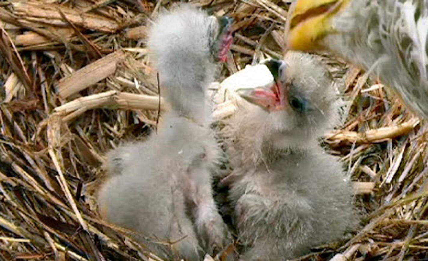 Feeding time for the newly hatched eaglets, as captured by the DNR's eagle cam, can get a little messy.