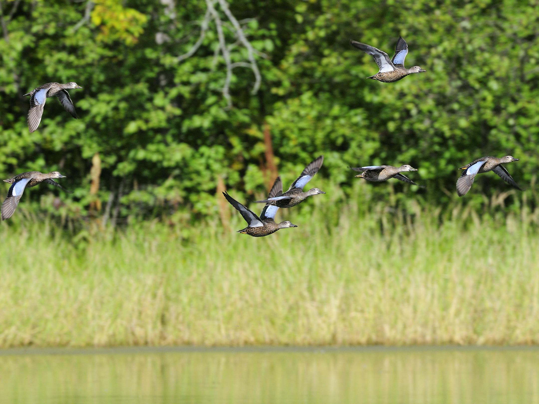 Blue-winged teal take wing over wild rice on the Mississippi River north of Brainerd. Blue-winged teal were the third most abundant duck in Minnesota hunters' bags last year, with 82,000 killed.