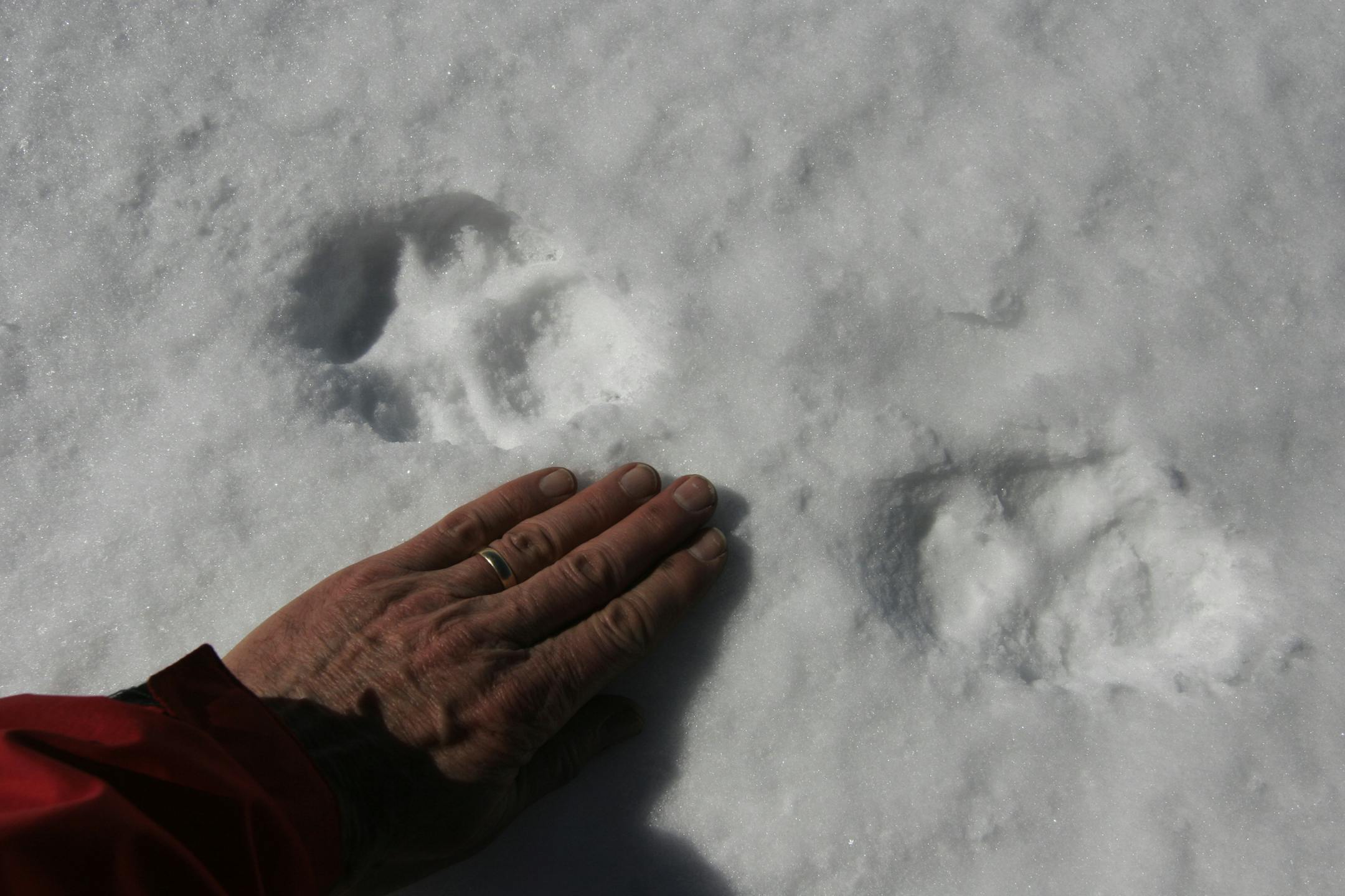 Wolf tracks in the BWCA.