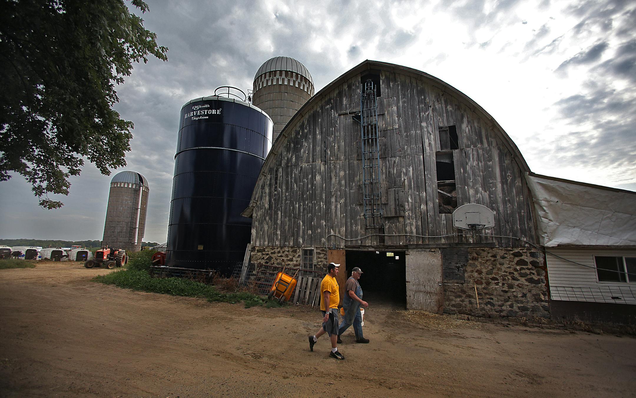 Andrew helped his father, Roger, feed pails of milk to calves after the dairy herd had been milked. ] (JIM GEHRZ/STAR TRIBUNE) / September 26, 2013, Williston, ND ‚Äì BACKGROUND INFORMATION- PHOTOS FOR USE IN FIRST PART OF NORTH DAKOTA OIL BOOM PROJECT: Andrew Klefstad, 28, is the general manager of an environmental company that cleans up frac gel-spills and scrubs sludge off trucks that serve the needs of the oil boom in the Bakken oil fields of North Dakota. Klefstad, works in