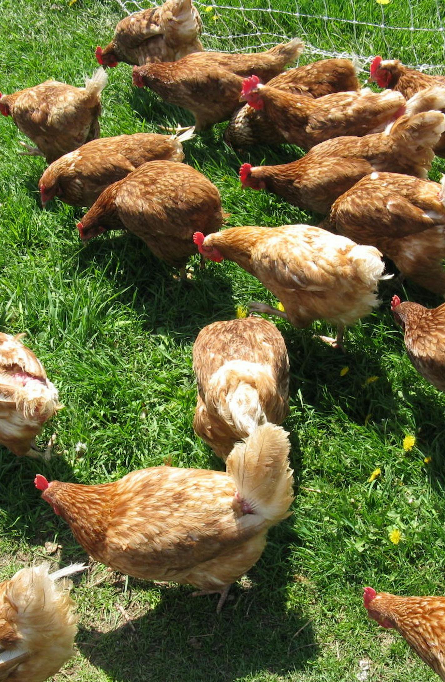 RICK NELSON rdnelson@startribune.com Locally-laid eggs for Taste