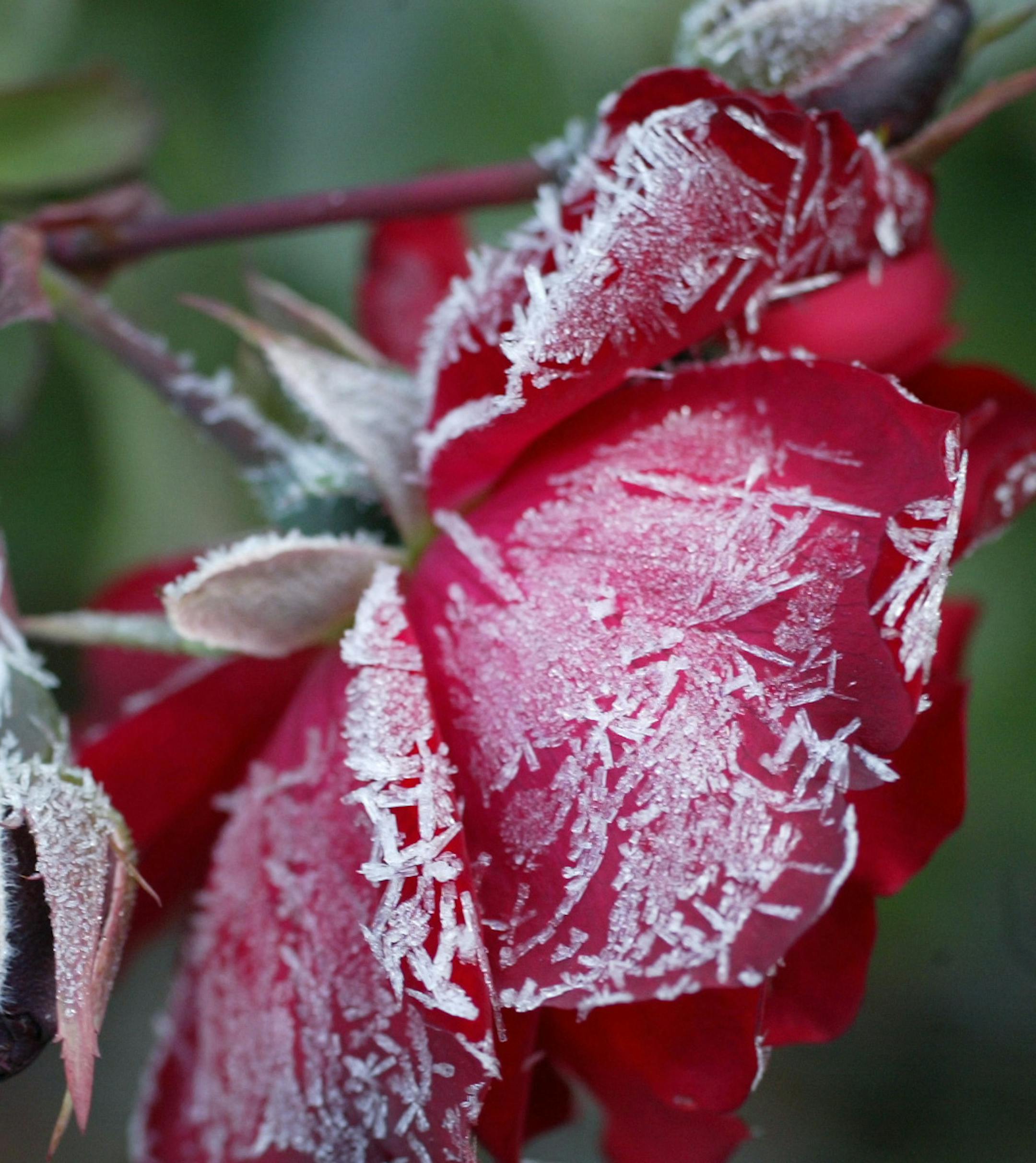 Roseville, MN 10/2/2003--a bed of roses along Snelling Ave. were covered with an icy frosting early morning. As soon as the came up on them the ice melted. ORG XMIT: MIN2013102111405829