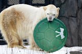 A polar bear plays with his Christmas toy, Wednesday, Dec. 25, 2019, at the Como Park Zoo, in St. Paul, Minn. (Anthony Souffle/Star Tribune via AP)