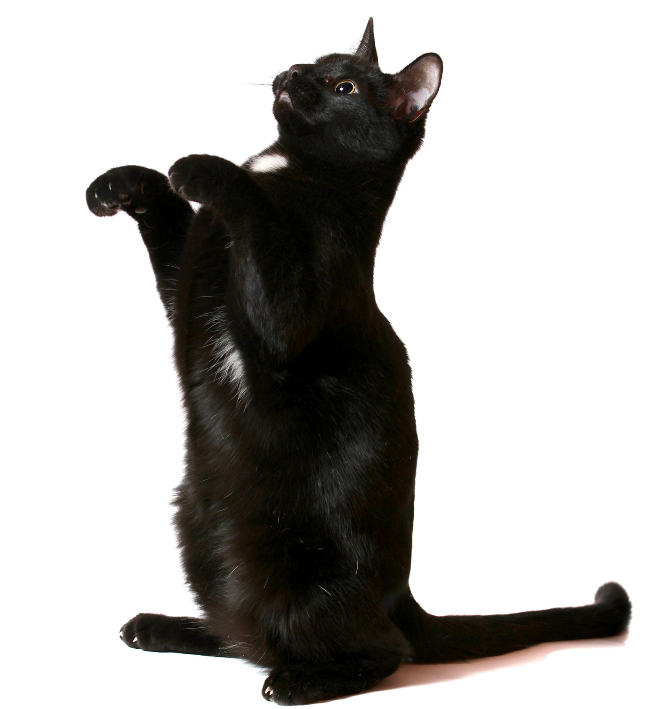 "cute black cat begging for something, standing on 2 feet isolated on white"