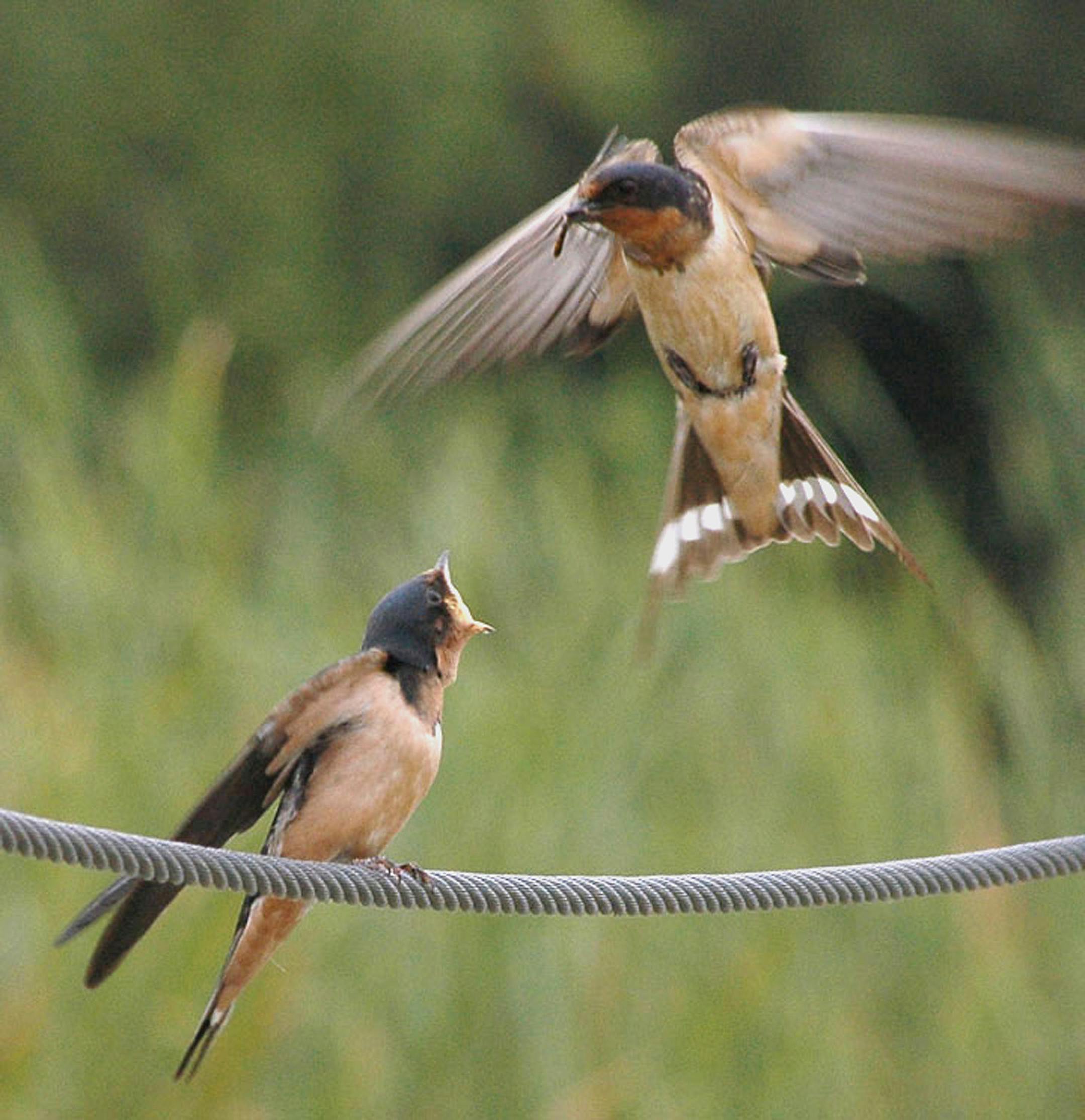 Barn swallow feeding a juvenile