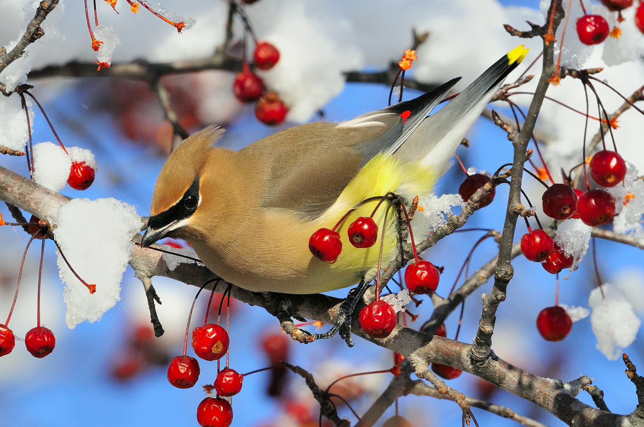 Flocks of colorful cedar waxwings are nomadic during winter. Once located they are often relatively tame and can usually be approached for a close up photo.