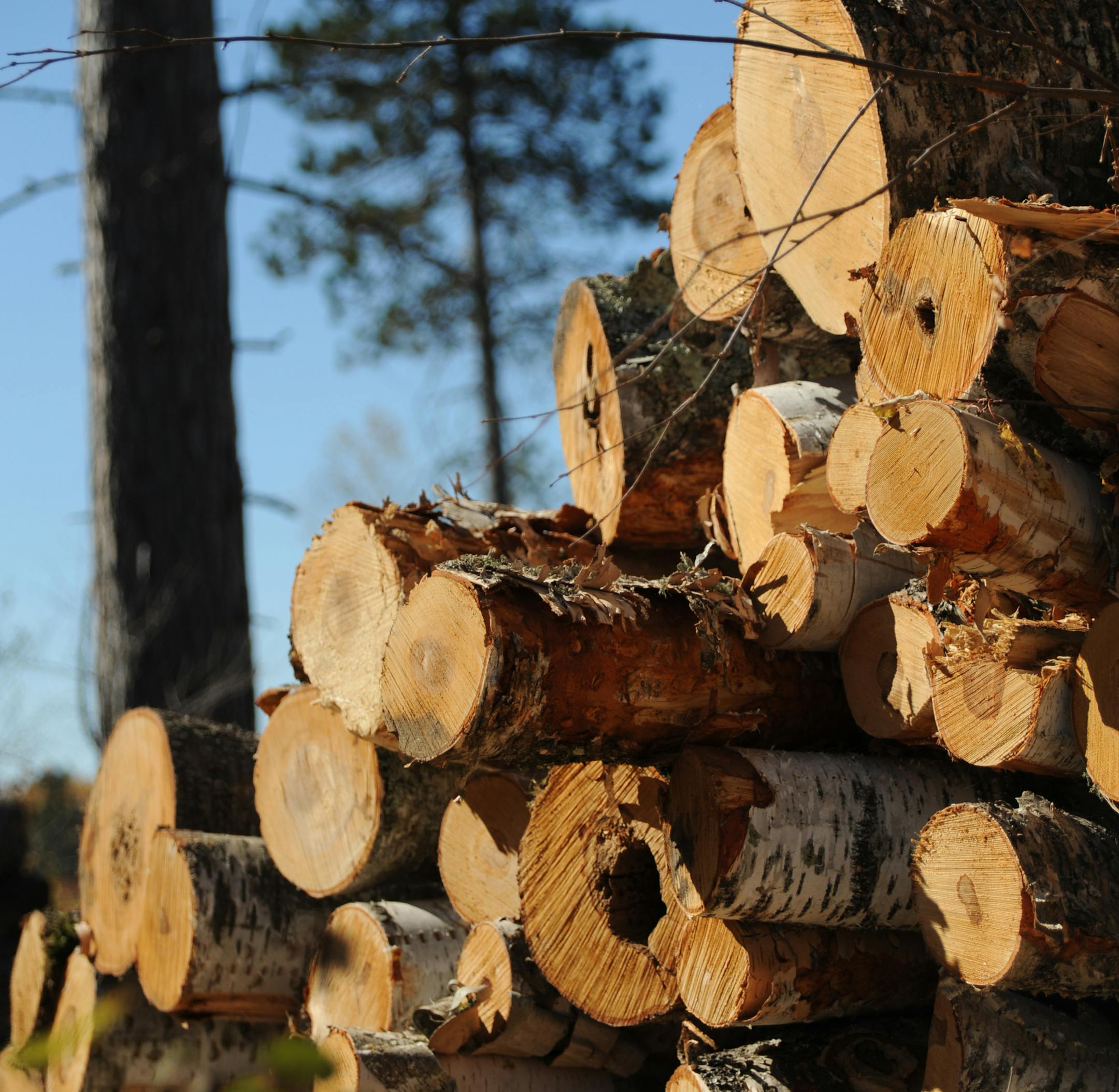 Sappi Fine Paper in Cloquet and UPM Blandin Paper Mill in Grand Rapids are both mills under pressure with the decline and dim hopes for the future of the paper industry, and the resultant decline of logging. Here, Scott Pittack uses a John Deer 1270E harvester that measures and fells and cuts 10ft long logs, October 3, 2012, in Goodland, MinnesotaScott Pittack, 44,was born into the logging business in northern Minnesota, but a drop in demand has led to the closing of some paper mills, leaving th