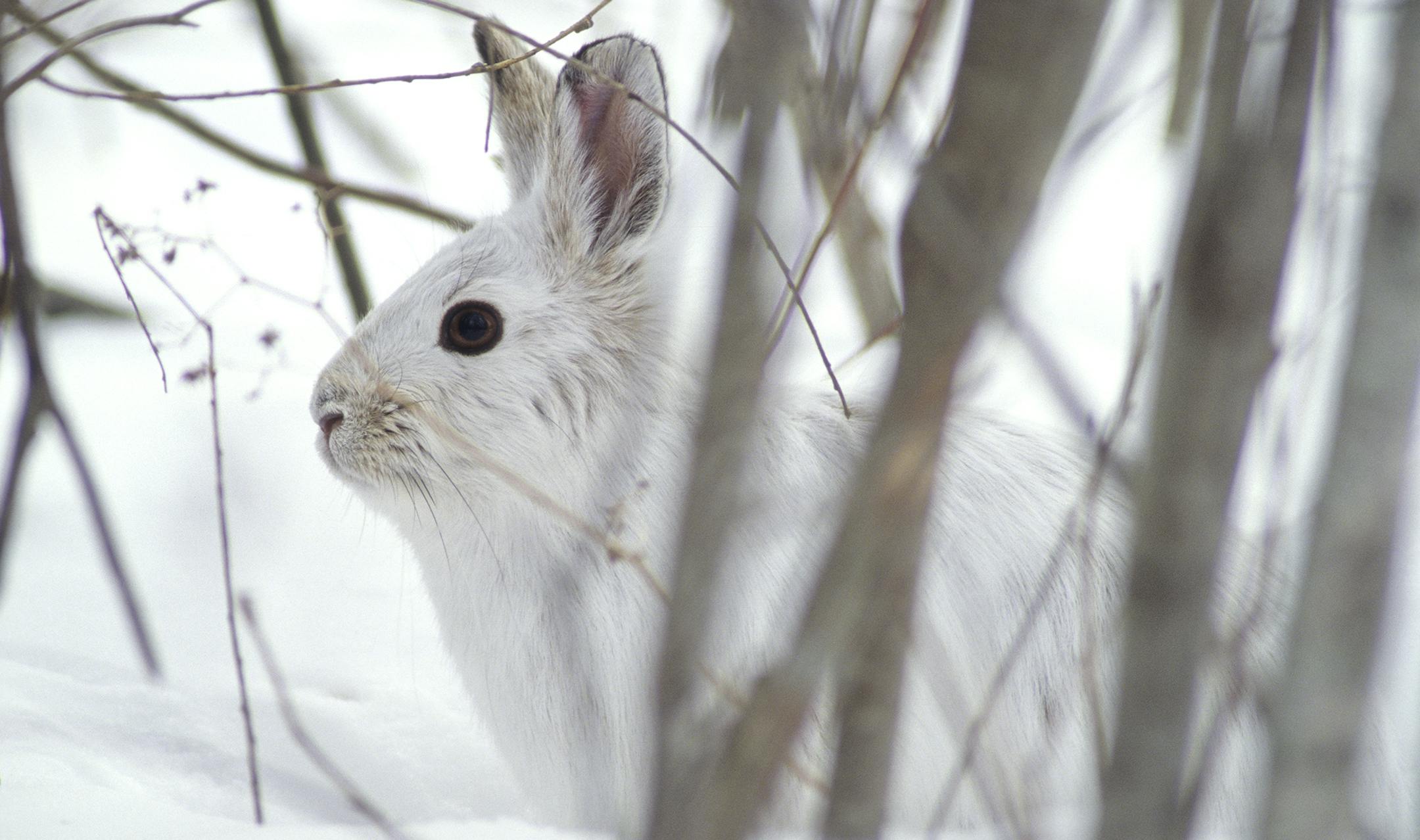 Snowshoe hares' winter coat of white provide them with great camouflage. Hunters should look for their telltale dark eyes and ears.
