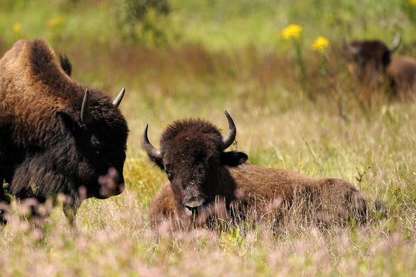 A bison among the prairie grasses Thursday at Minneopa State Park in Mankato.