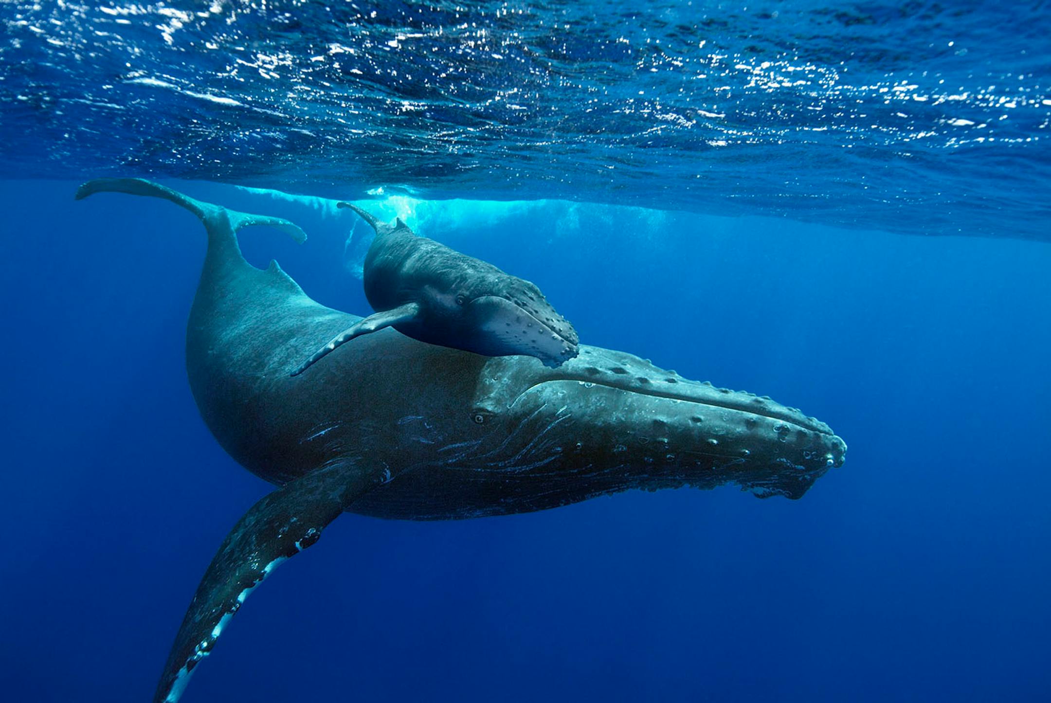 Omnifest is showing breathtaking films on a giant screen at the Science Museum of Minnesota, including "Humpback Whales."