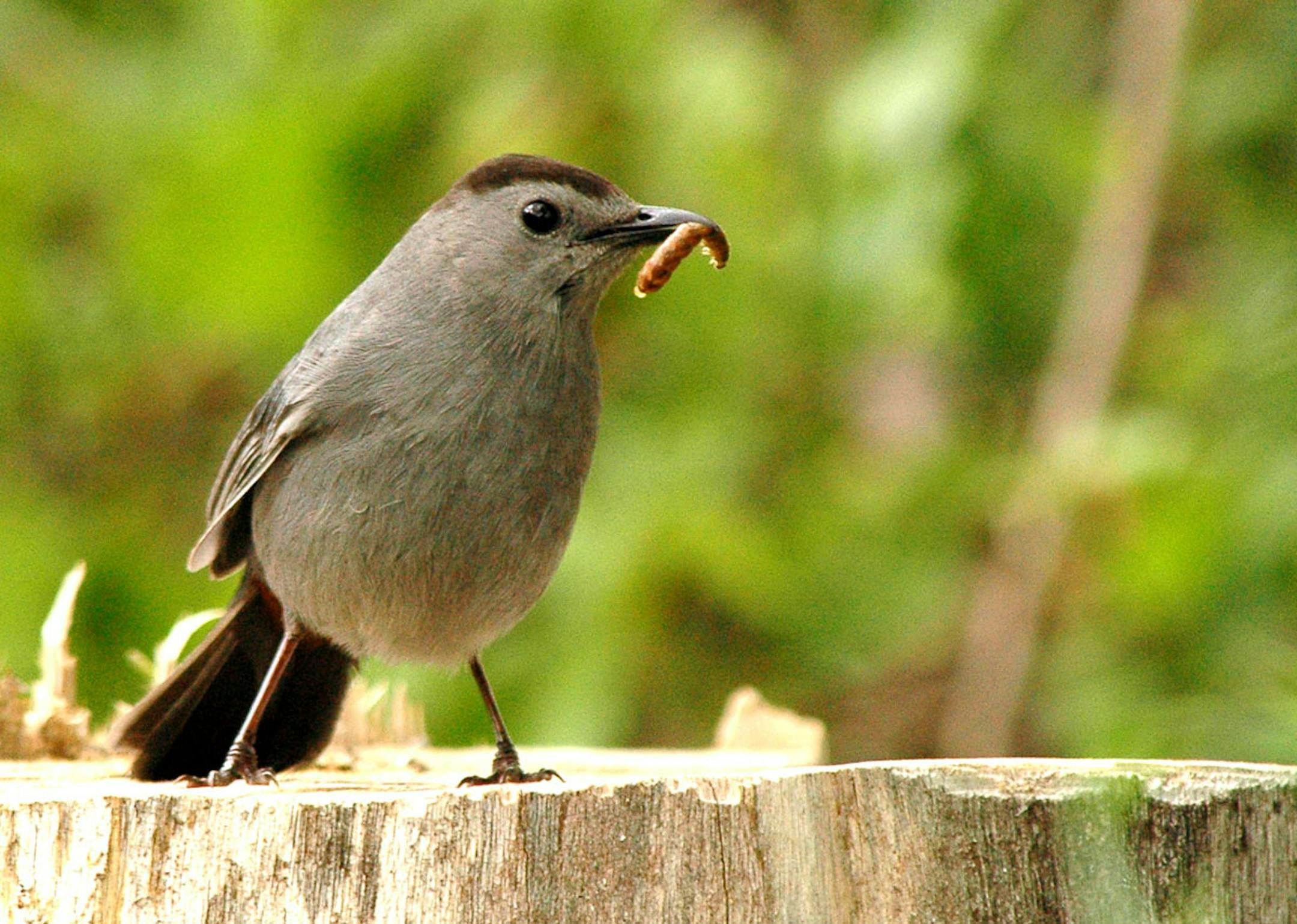 Gray Catbird with worm