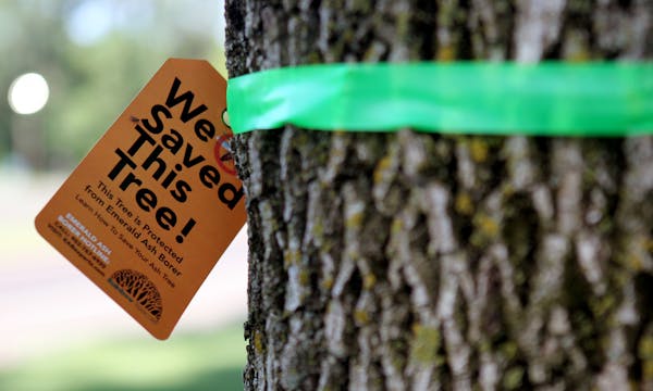 A tag is tied to one of the 20 trees at city hall that are to be injected with pesticide in Burnsville, Minn., on Thursday, July 25, 2013. Burnsville 