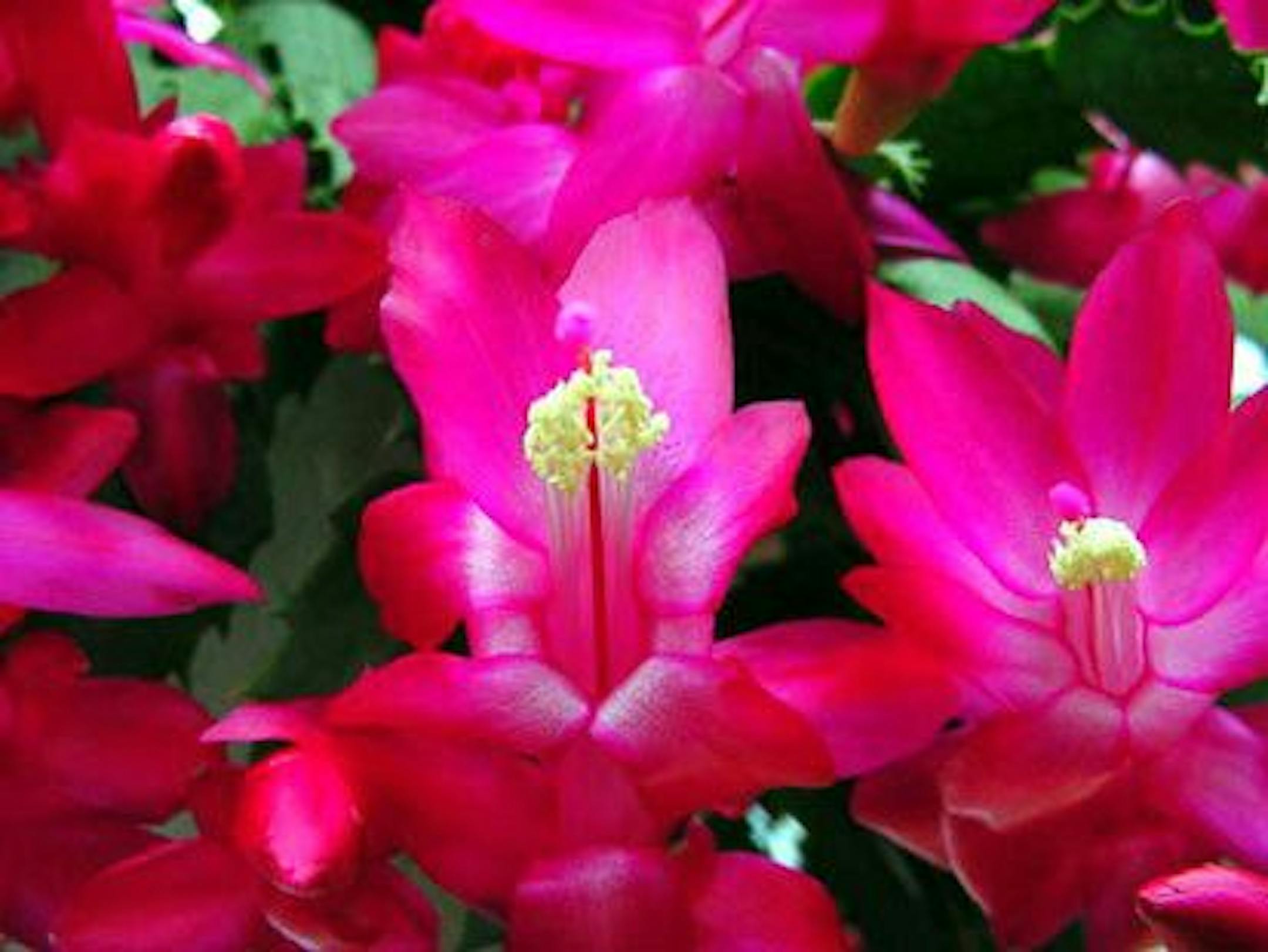 Christmas cactus