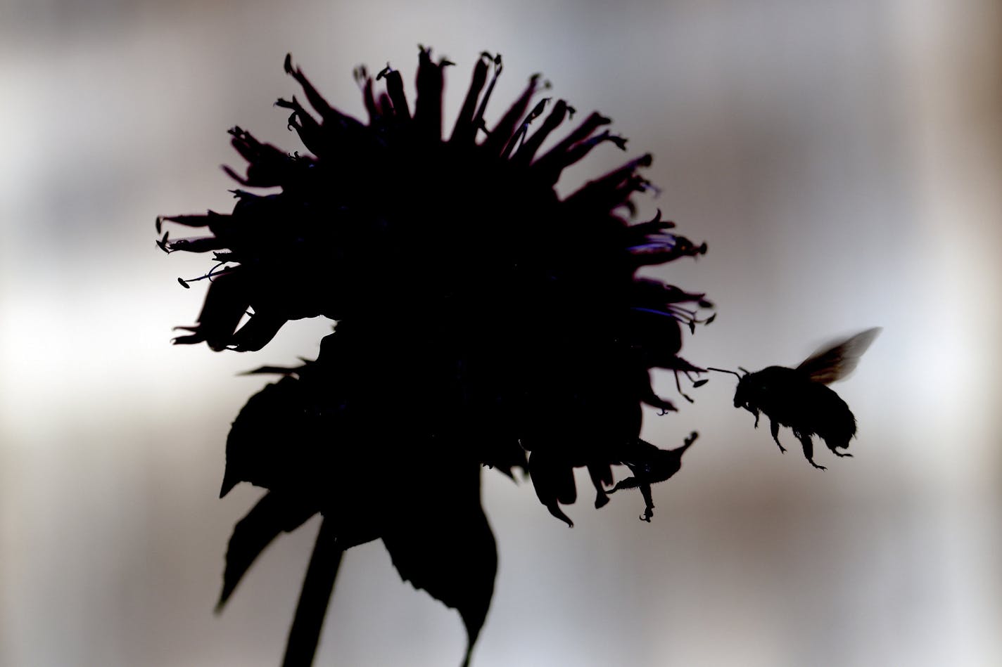 A bumblebee probes a bee balm flower for nectar in Hillsborough, N.C., Thursday, July 2, 2020. (AP Photo/Gerry Broome)