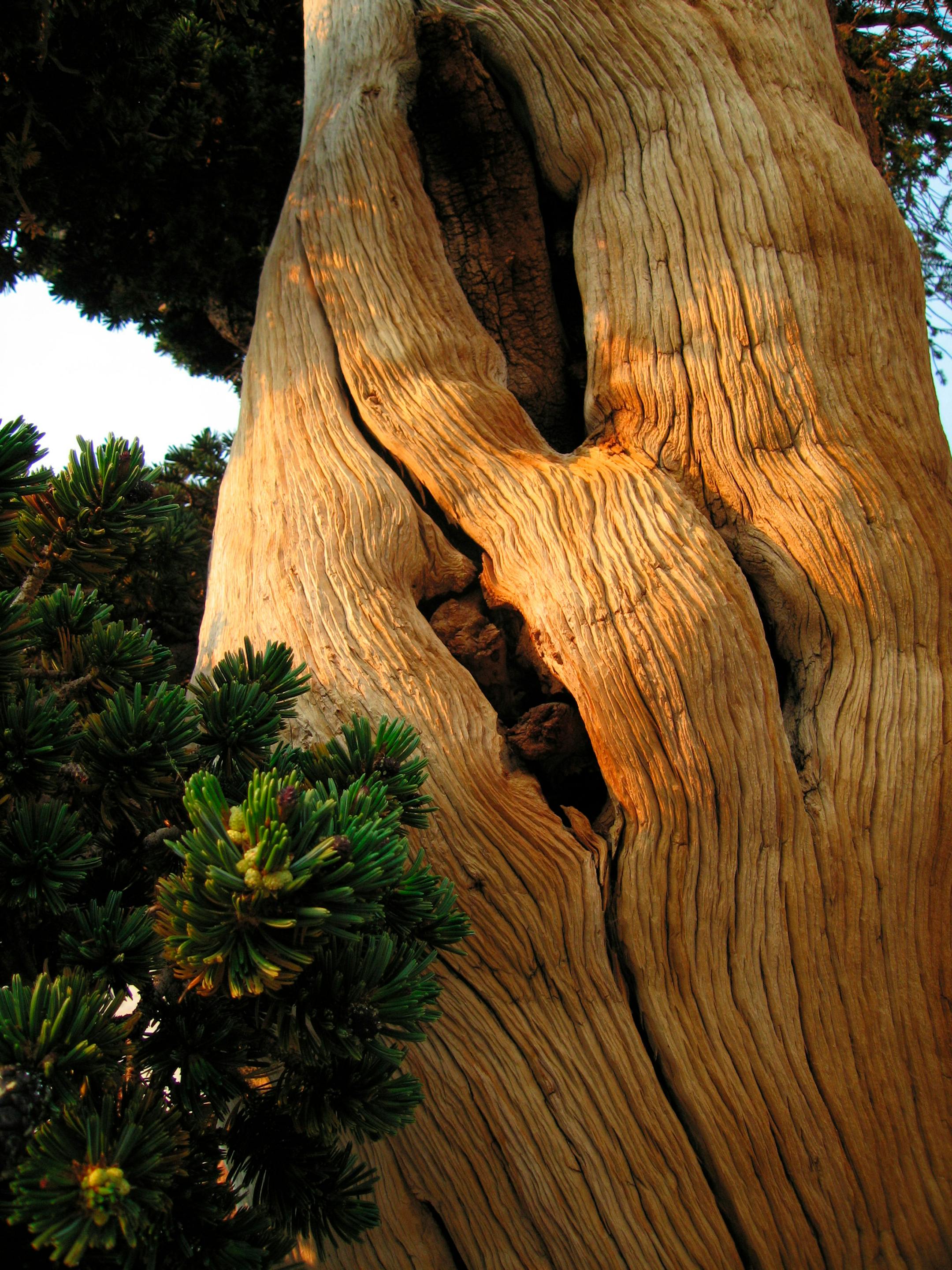A foxtail pine in Sequoia National Park. Some foxtails and juniper trees in the park are more than 1,000 years old, and sometimes it's only a narrow strip of living bark that's supporting remaining branches on a largely dead trunk.