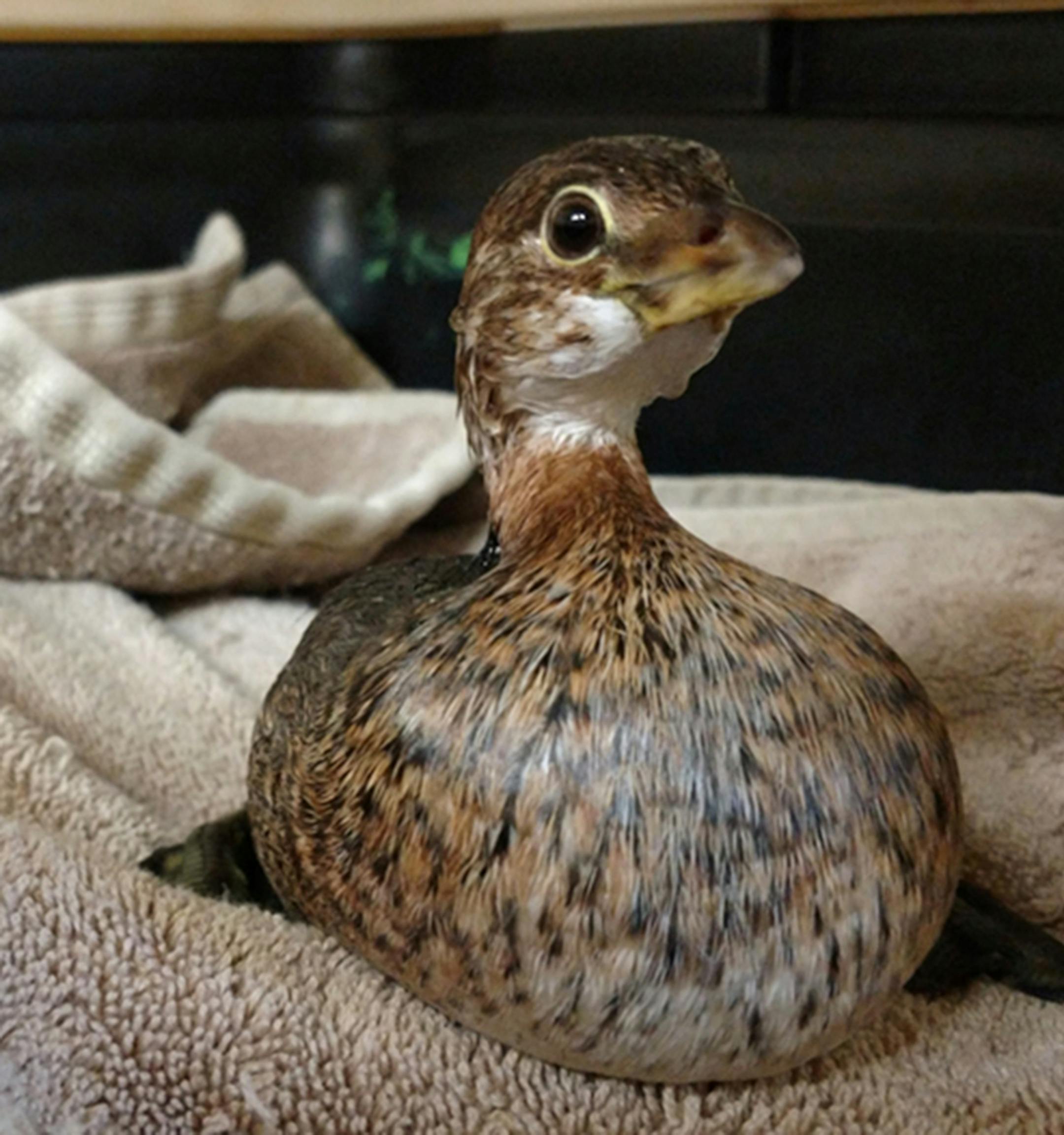 The rescued Pied-billed Grebe. Pied means of two colors.
Provided by Jim Williams