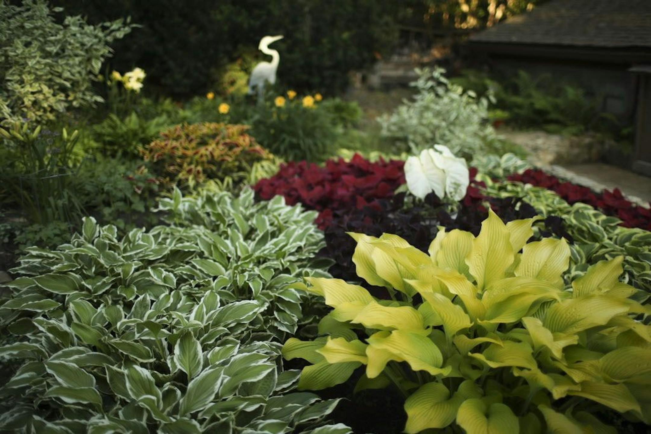Most hostas prefer shade, but the variety at right thrives in sunlight.