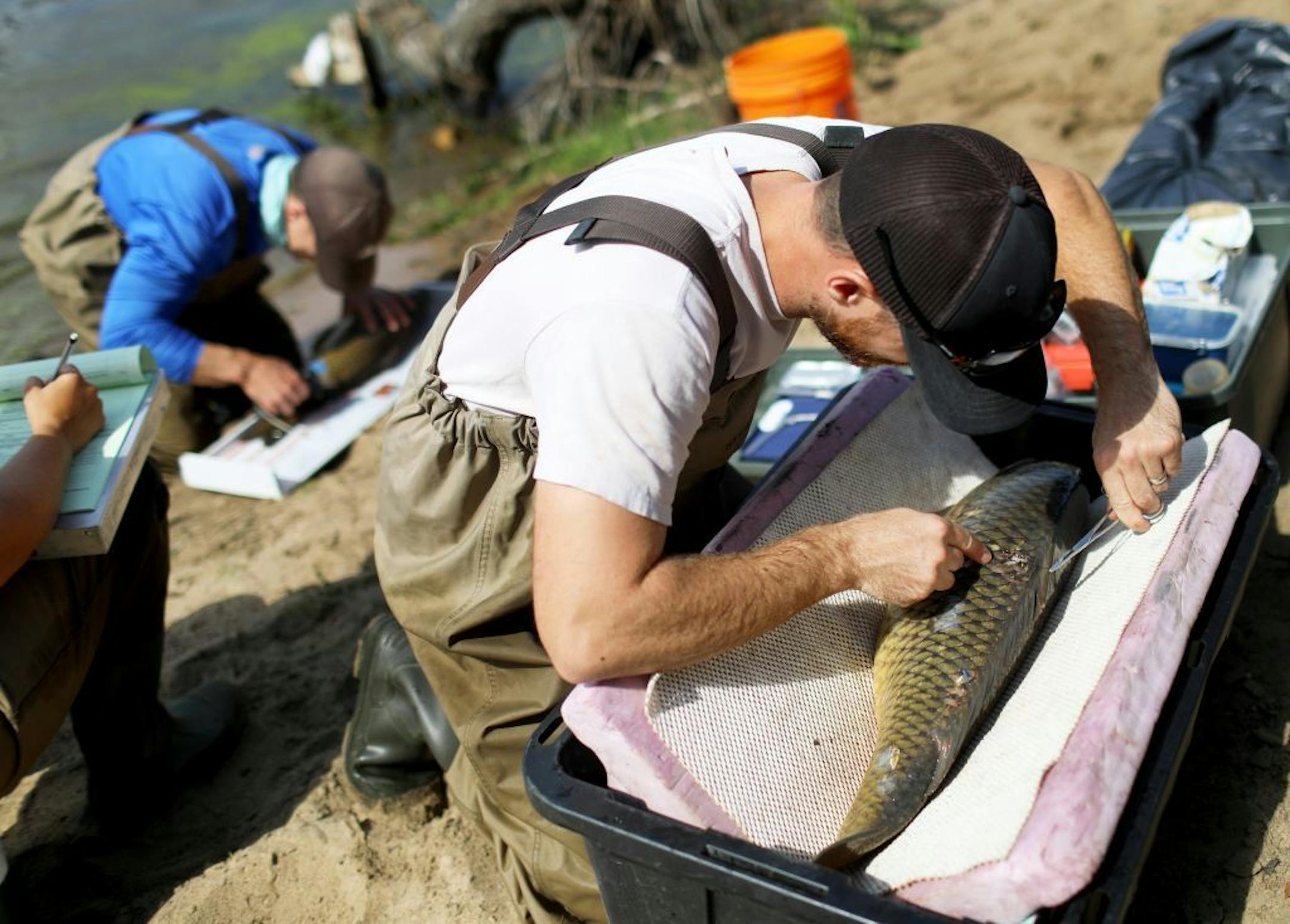 Andy Reisgraf, University of Minnesota masters student in Fisheries and Aquatic, front, and Jeff Whitty, University of Minnesota researcher in Fisheries, Wildlife and Conservation Biology, work to implant transmitters in common carp taken from the Mississippi River earlier in the morning by shocking the water with a strong electrical charge to temporarily stun the fish Tuesday, Sept. 17, 2019, in Genoa, WI. The common carp implanted with transmitters to track their movement were then released ba