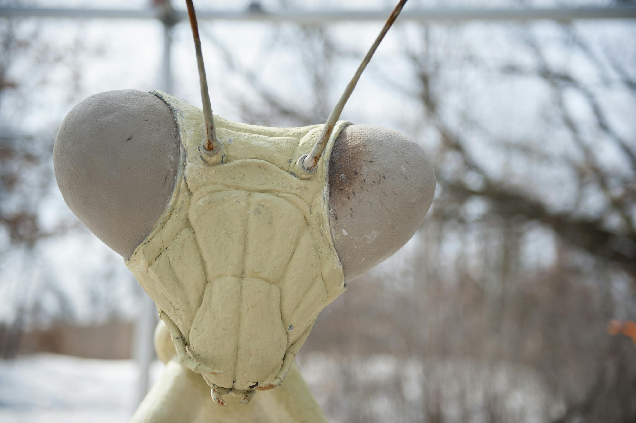 A praying mantis is waiting for its paint job for the Minnesota Zoo's Big Bug exhibit set to open on Memorial Day weekend. ] Photo by Leslie Plesser ‚Ä¢ Special to the Star Tribune ORG XMIT: MIN1404011217210889