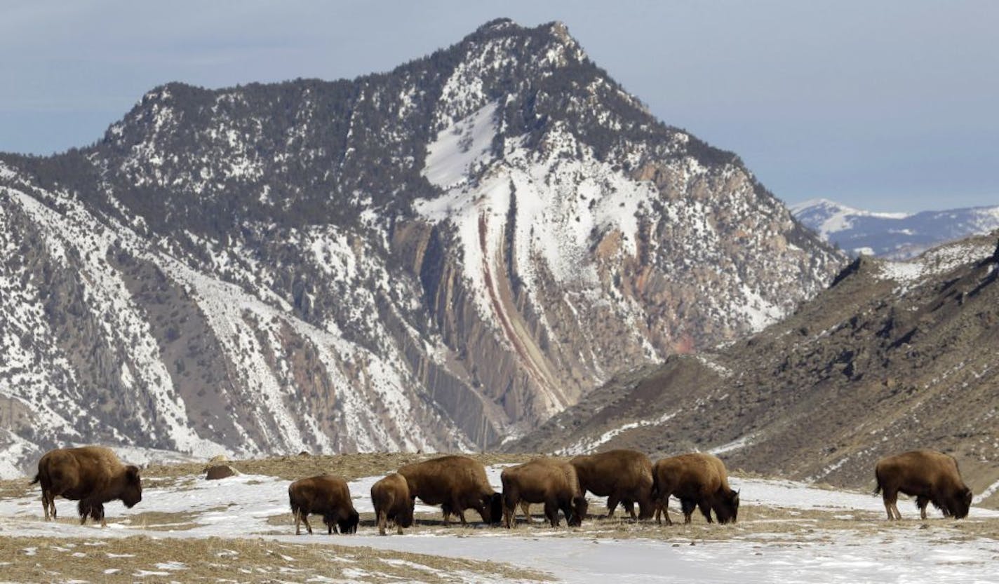 FILE - In This Feb.14, 2011 file photo a group of bison graze, just inside Yellowstone National Park near Gardiner, Mont.