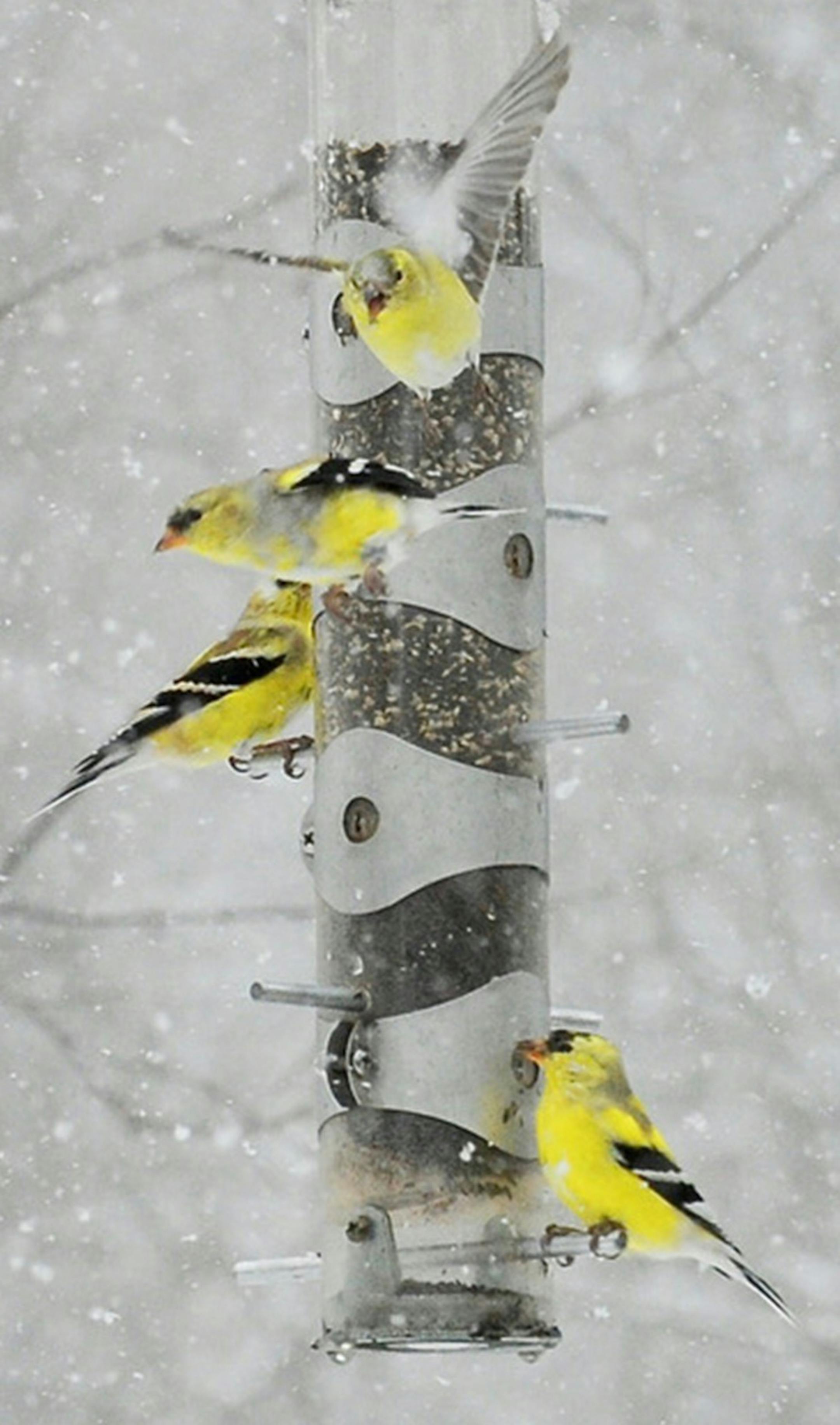 Hang a nyger feeder and goldfinches will flock in.
credit: Jim Williams