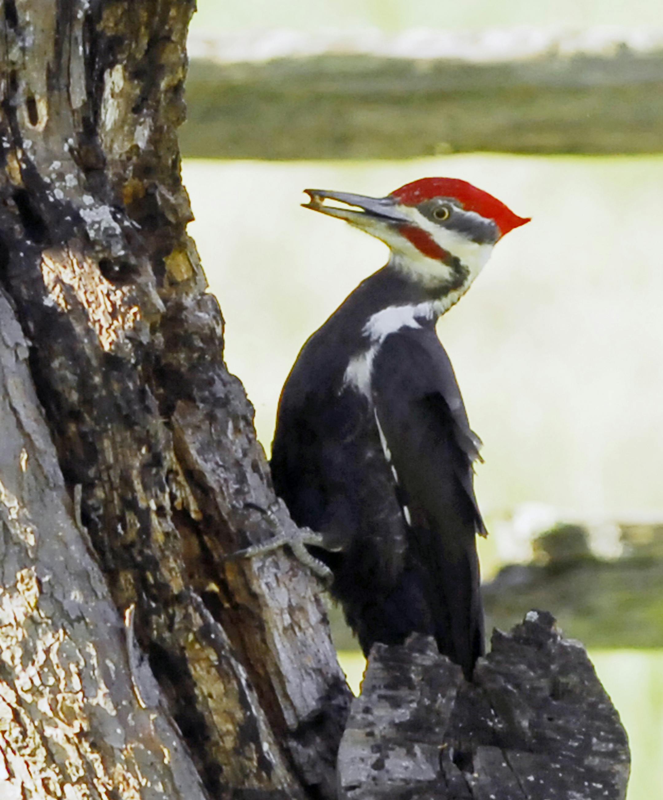 Big and shy, pileated woodpeckers drill deep into trees for grubs and for ants, their favorite food.