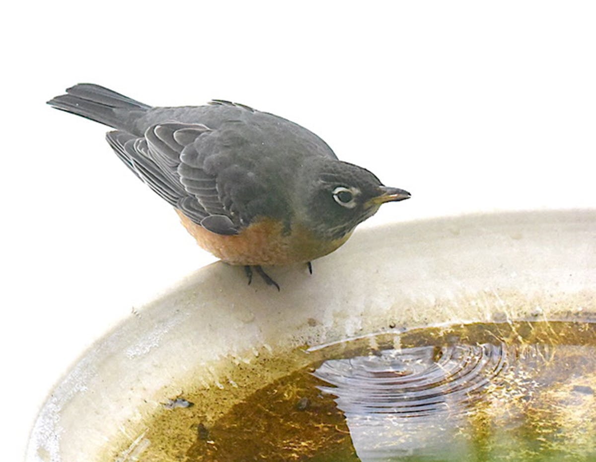 A robin visited a birdbath. 