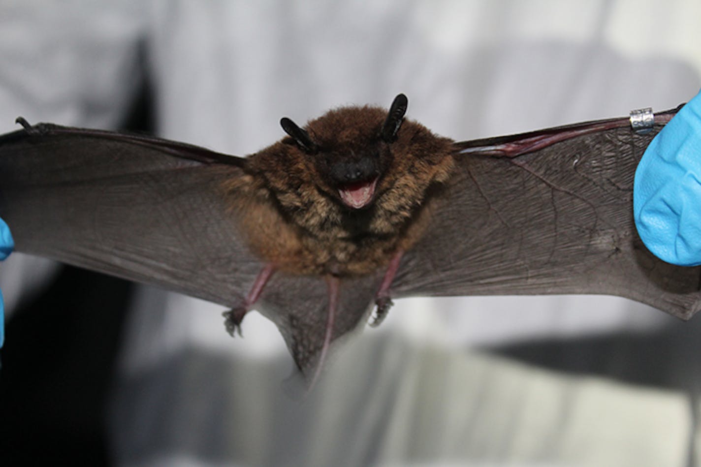 An evening bat netted by researchers in early July at the Army National Guard's Training Site in Arden Hills. Its northern range has historically been limited to central Iowa.